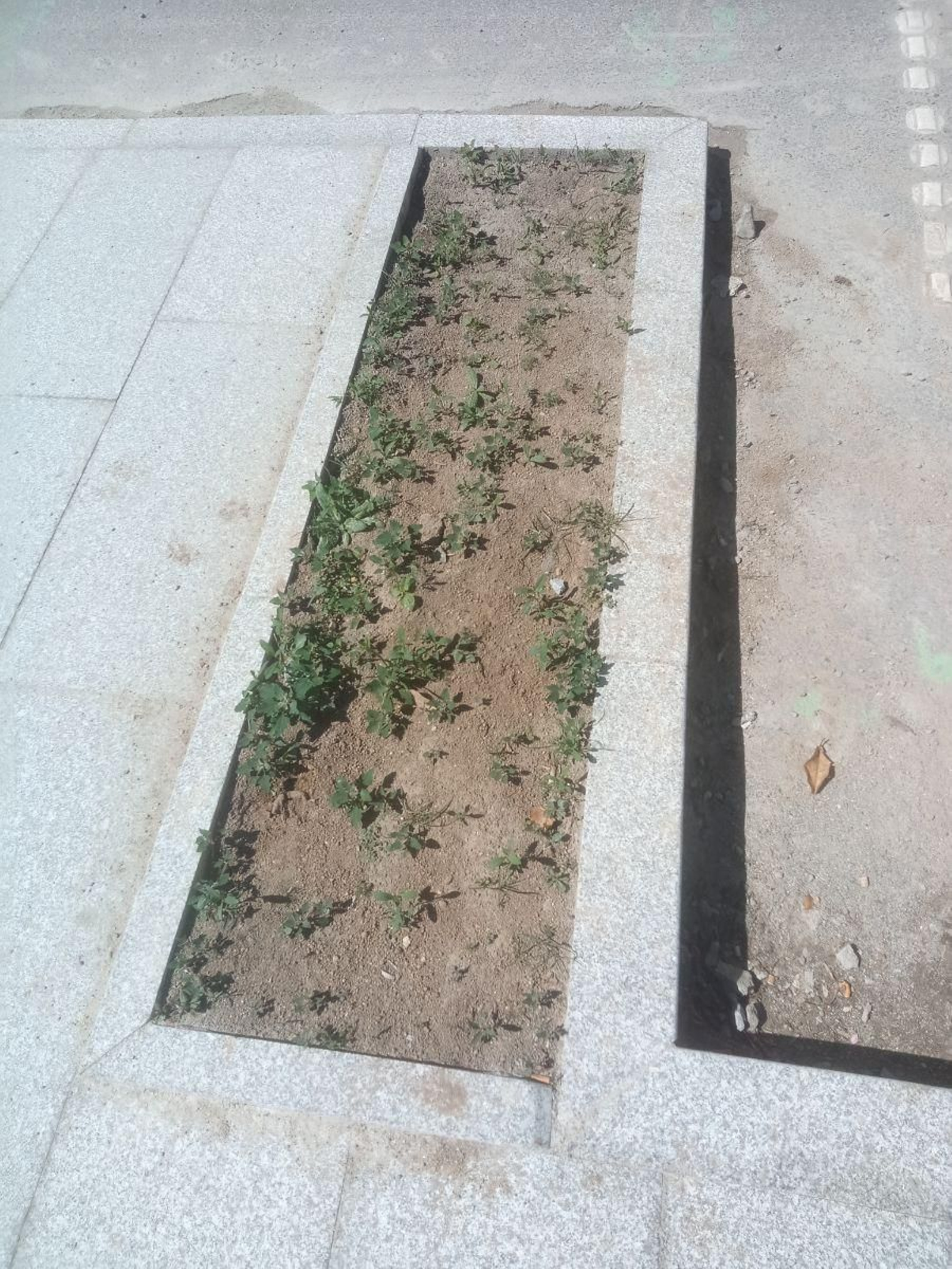 Plantitas en lugar de árboles