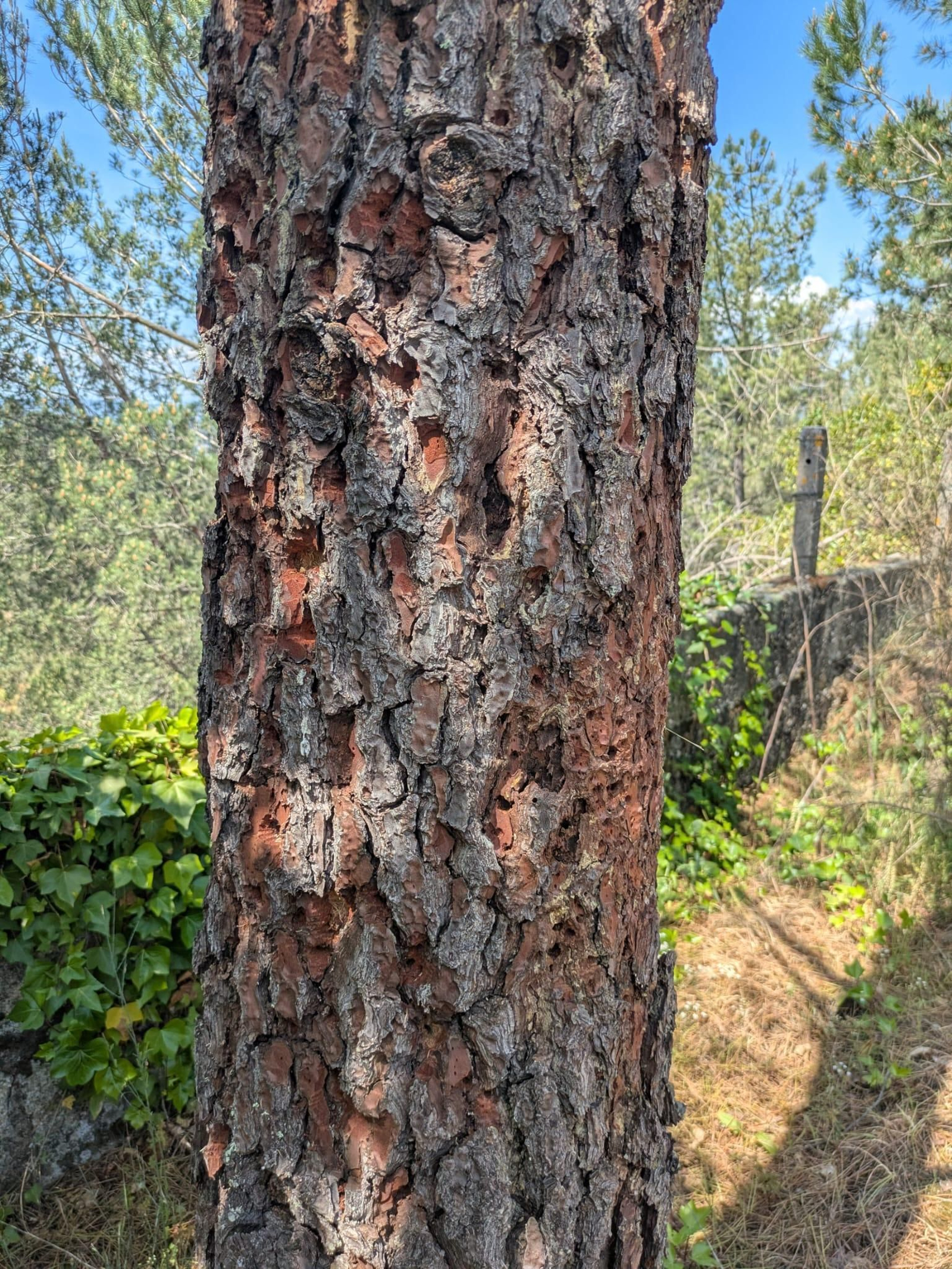 Así quedan los árboles tras el ataque letal del barrenillo de los pinos, en fotos