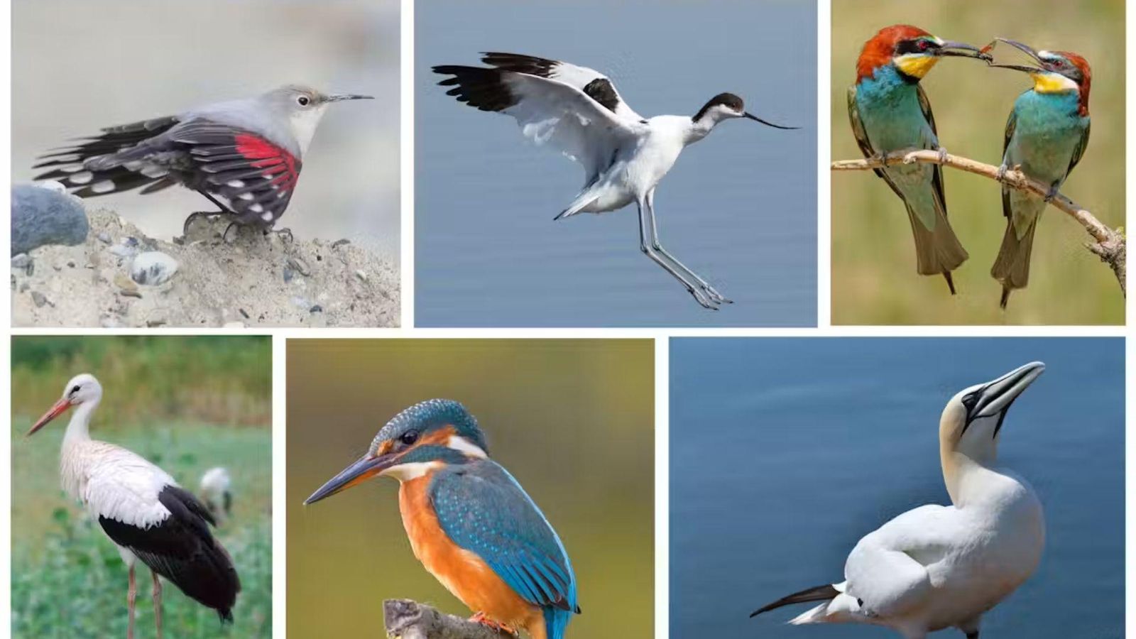 En la primera fila, de izquierda a derecha: el trepador azul, la avoceta elegante y el abejaruco europeo. En la segunda fila, de izquierda a derecha: la cigüeña blanca, el martín pescador y el alcatraz común.