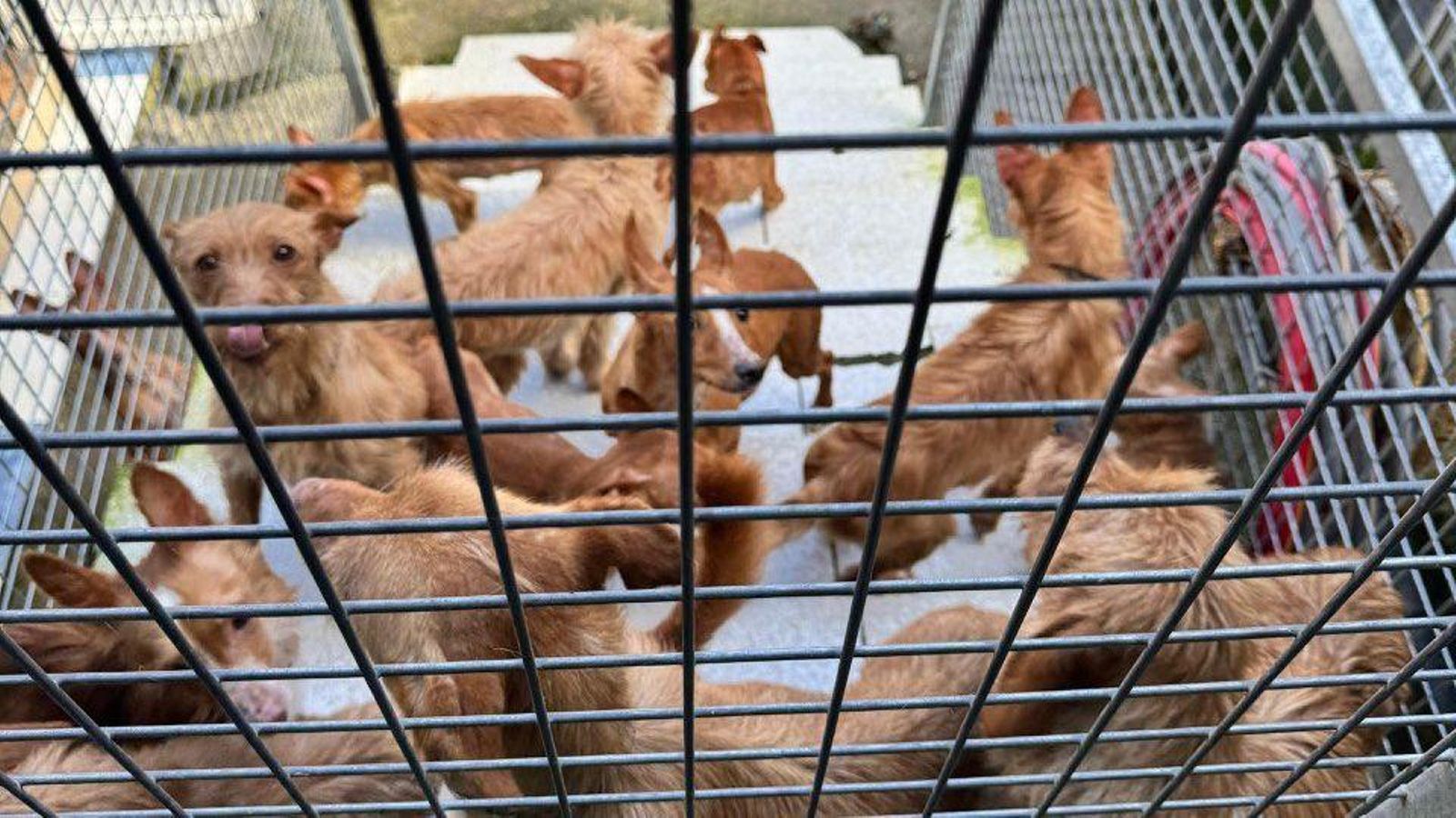 Los perritos enjaulados.