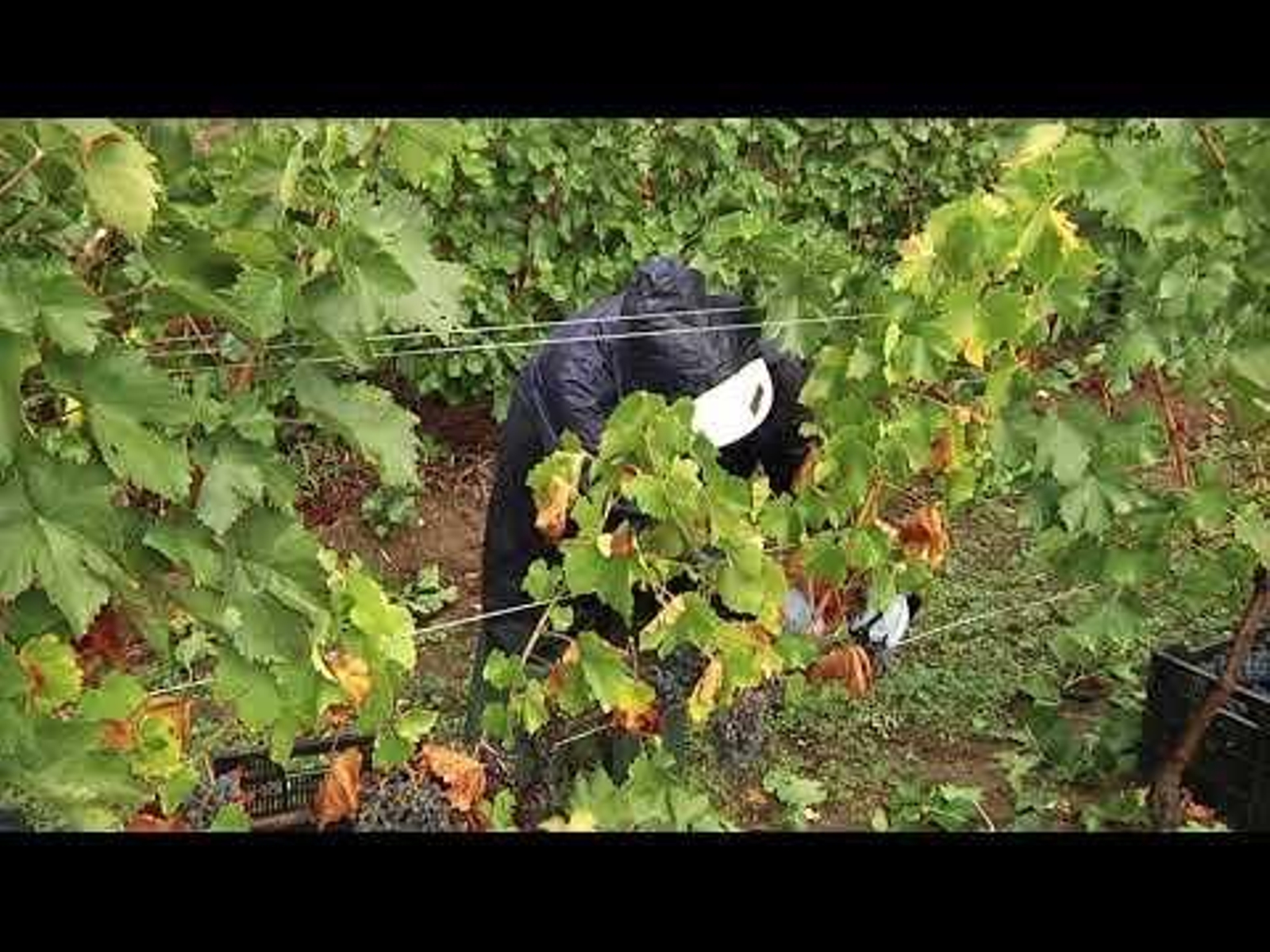 El granizo dañó 190 hectáreas en O Ribeiro, según la Xunta 03/09/2021