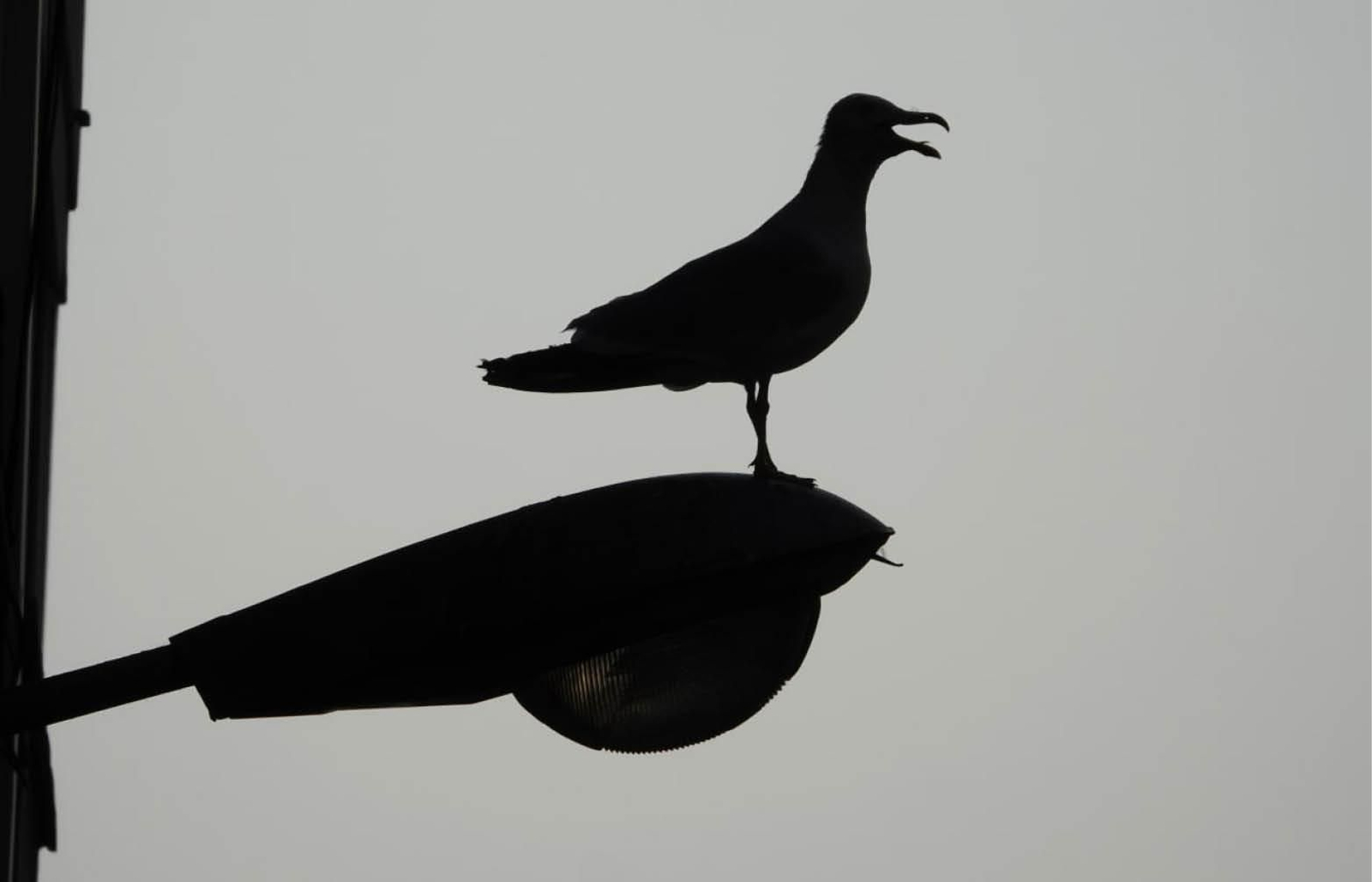 Una gaviota en el centro de Vigo. Pese a las apariencias, cada vez hay menos en la ciudad y Cíes.