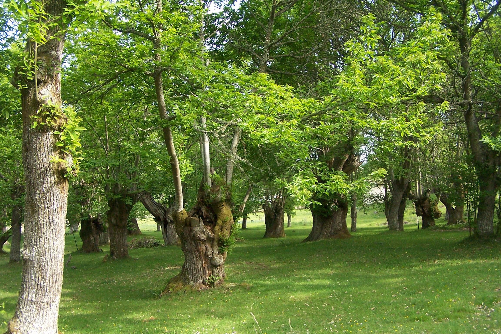 O Macizo Central, os chanzos da vida silvestre
