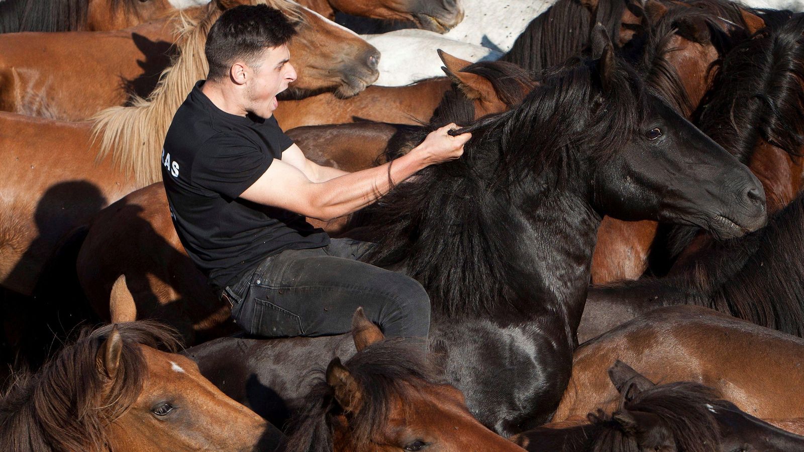 Un "aloitador" trata de domar a un caballo en la rapa das bestas de Sabucedo.