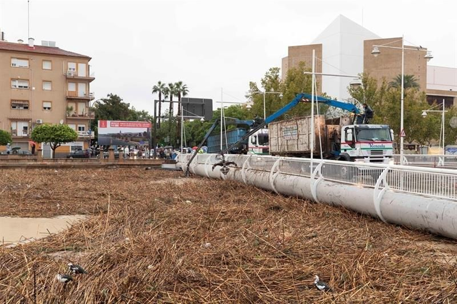 Dos pulpos retiran las cañas acumuladas en el el puente del auditorio de Murcia