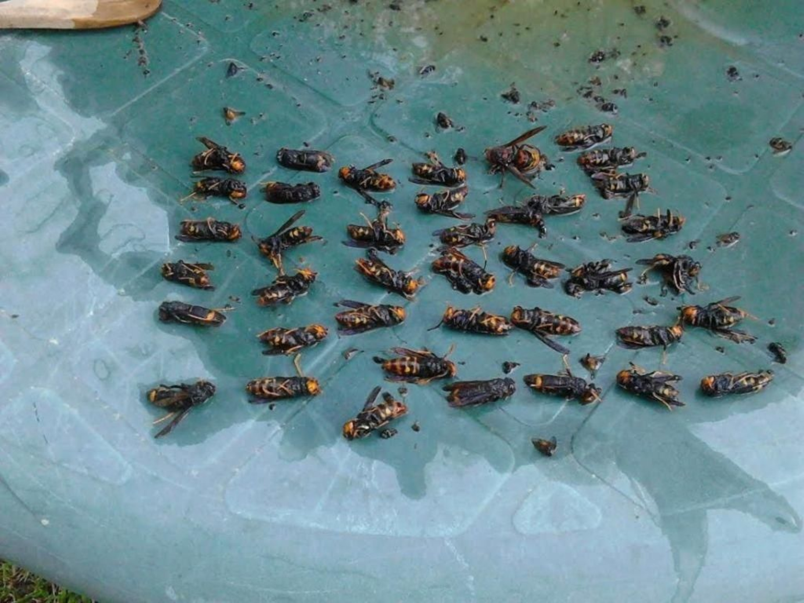 Las trampas, que incorporan un líquido atrayente hecho con feromonas,  capturaron 600 avispas  desde marzo.