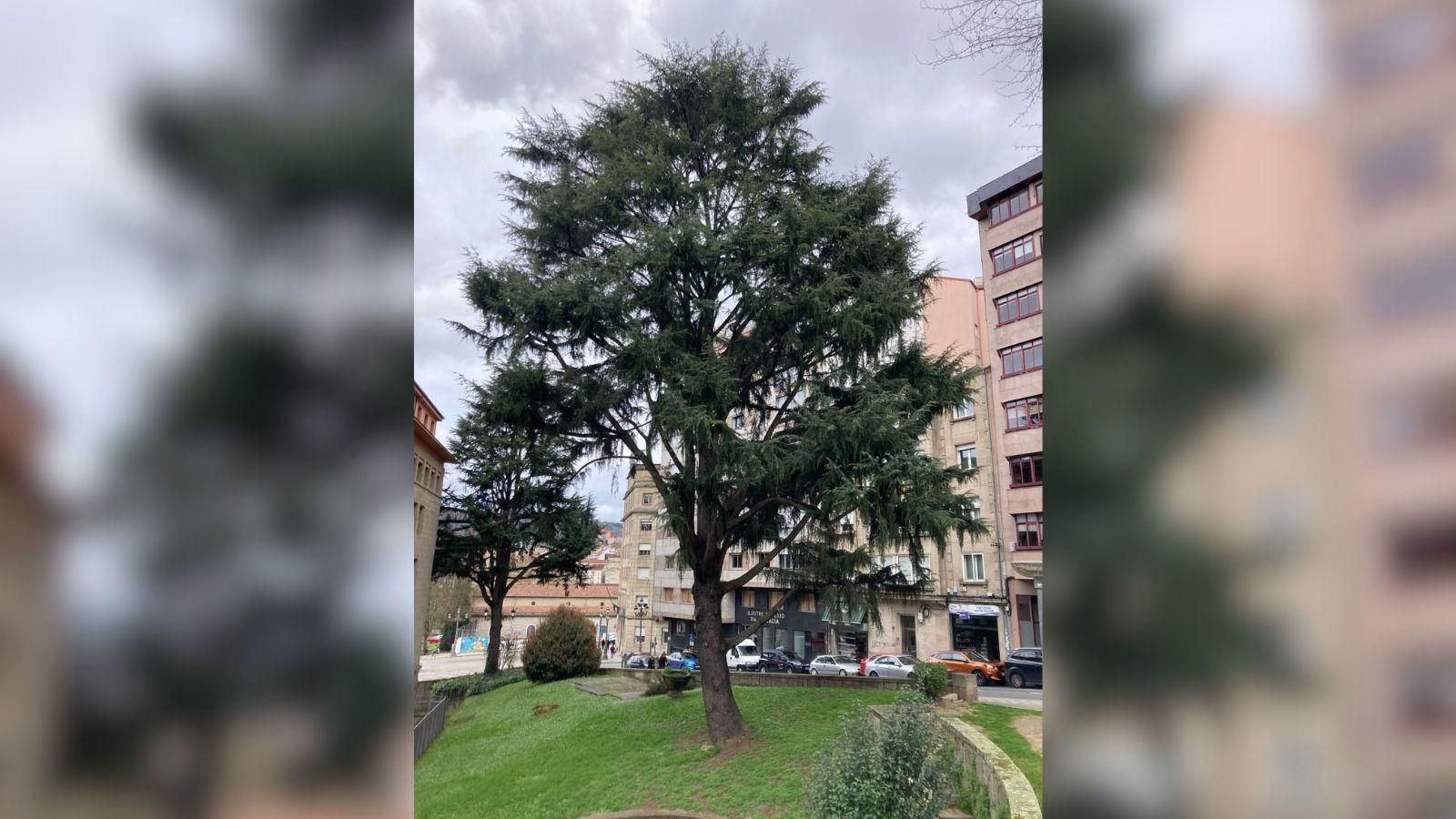 El cedro de la alameda del Concello.