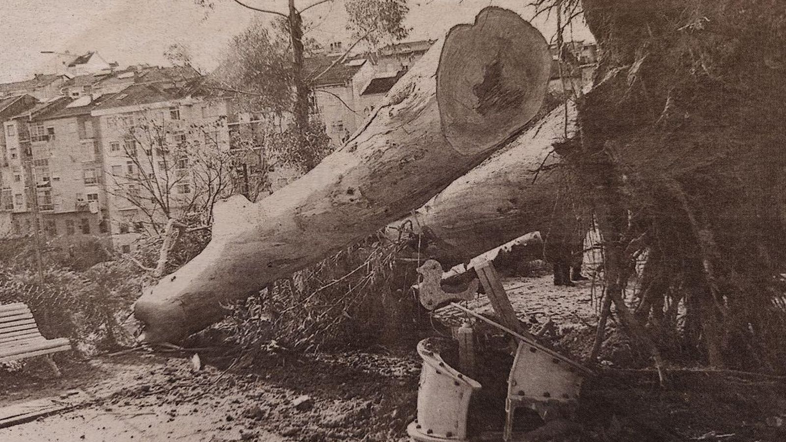 Los dos eucaliptos derribados por el viento en el parque situado frente a Os Remedios.