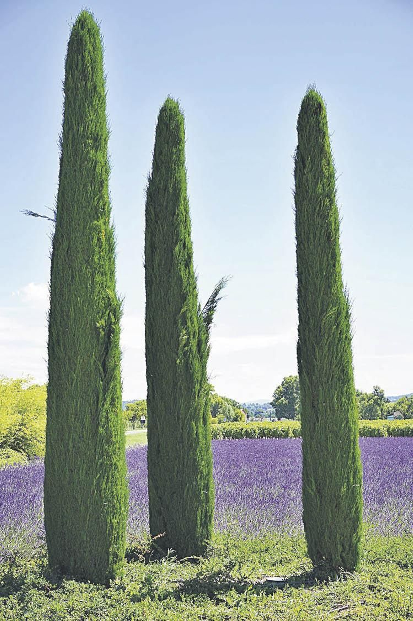 Tres cipreses sobre un campo de lavanda.