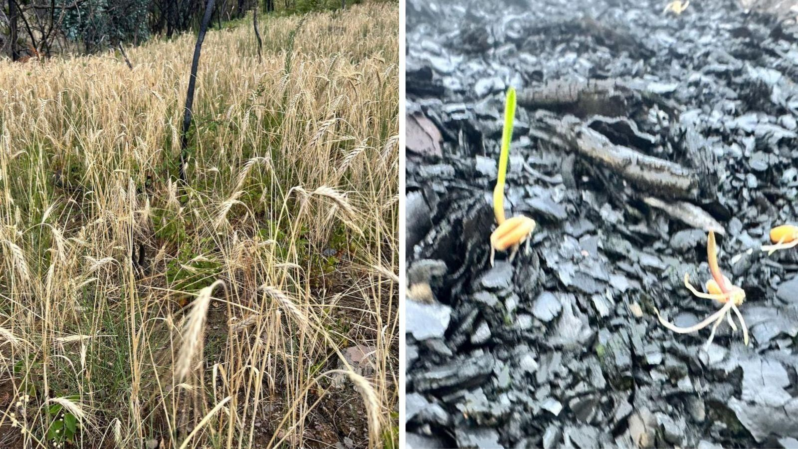 Espigas de trigo sembrado con dron de precisión sobre terreno calcinado y el cereal germinando entre ceniza en el Regueiro de Focarón.