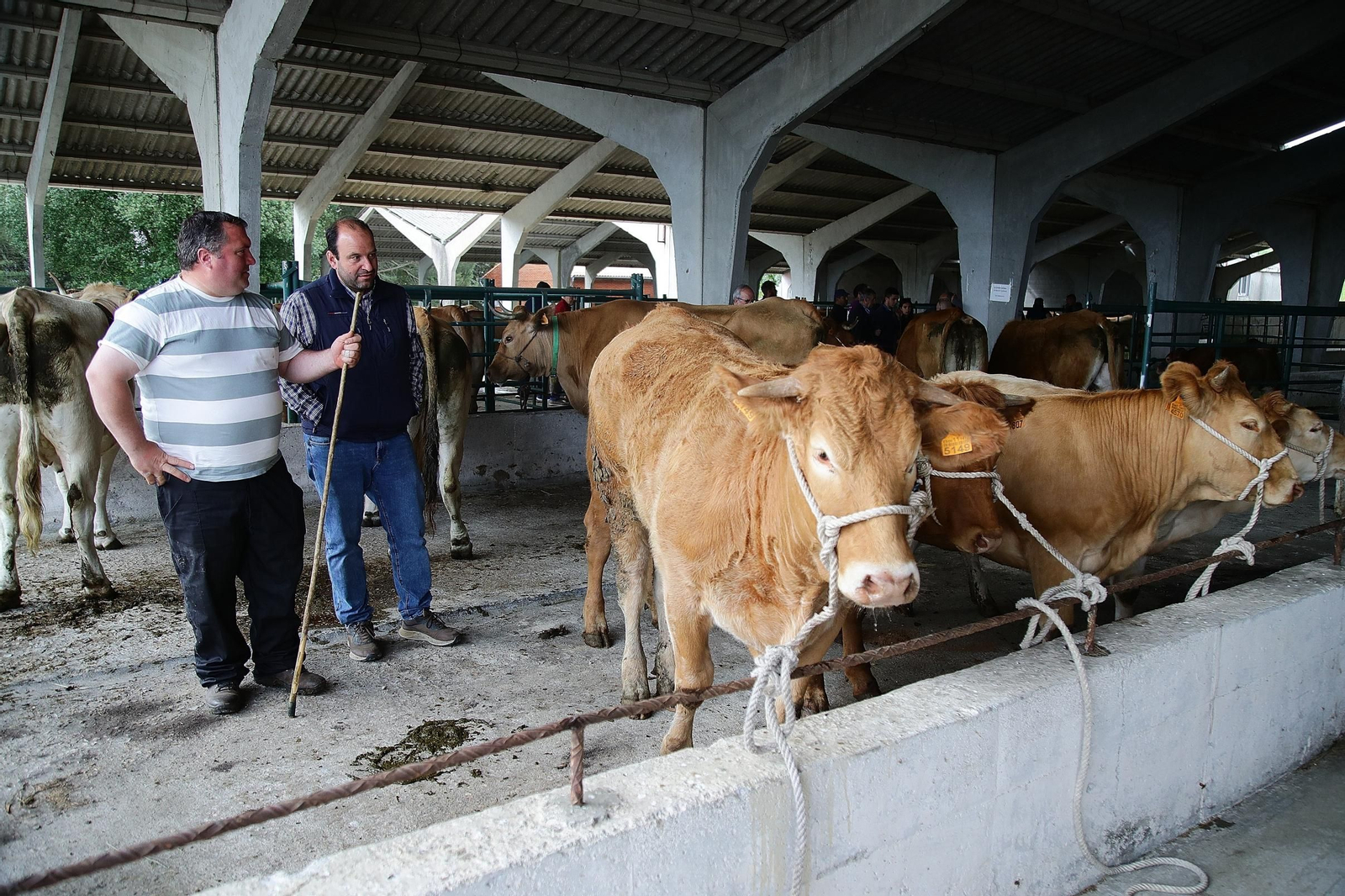 Galería | Ganaderos y tratantes celebran el regreso de la feria de ganado en Castro Caldelas, en fotos