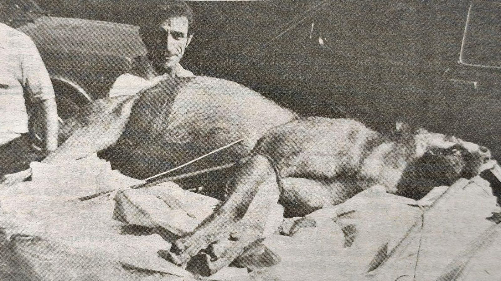 El lobo exhibido en Orense.