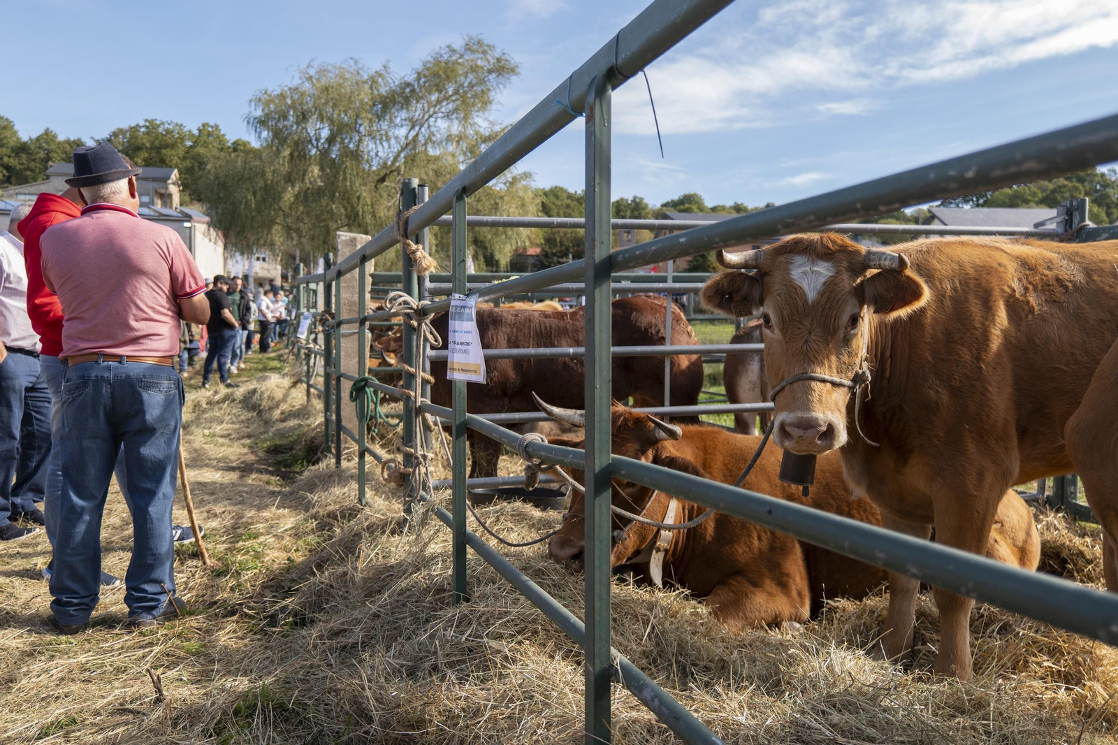 Galería | Montederramo presume de carne, ganado y ambiente festivo