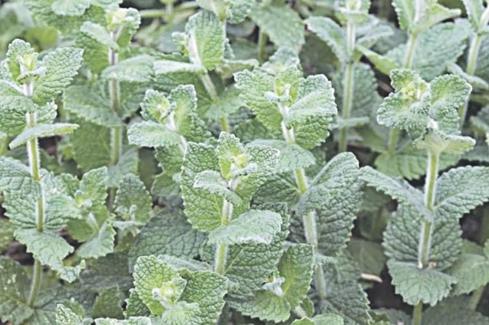 El mentastro, con sus rugosas hojas.