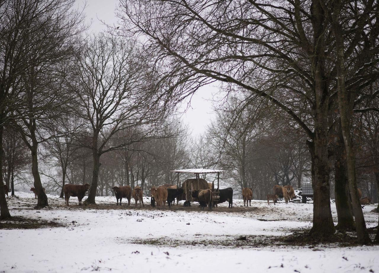 Sandiás/Xunqueira de Ambía. 25/02/2023. Nevadas copiosas en gran parte de la provincia de Ourense. En la foto una estampa de A Limia en Xunqueira de Ambía.
Foto: Xesús Fariñas