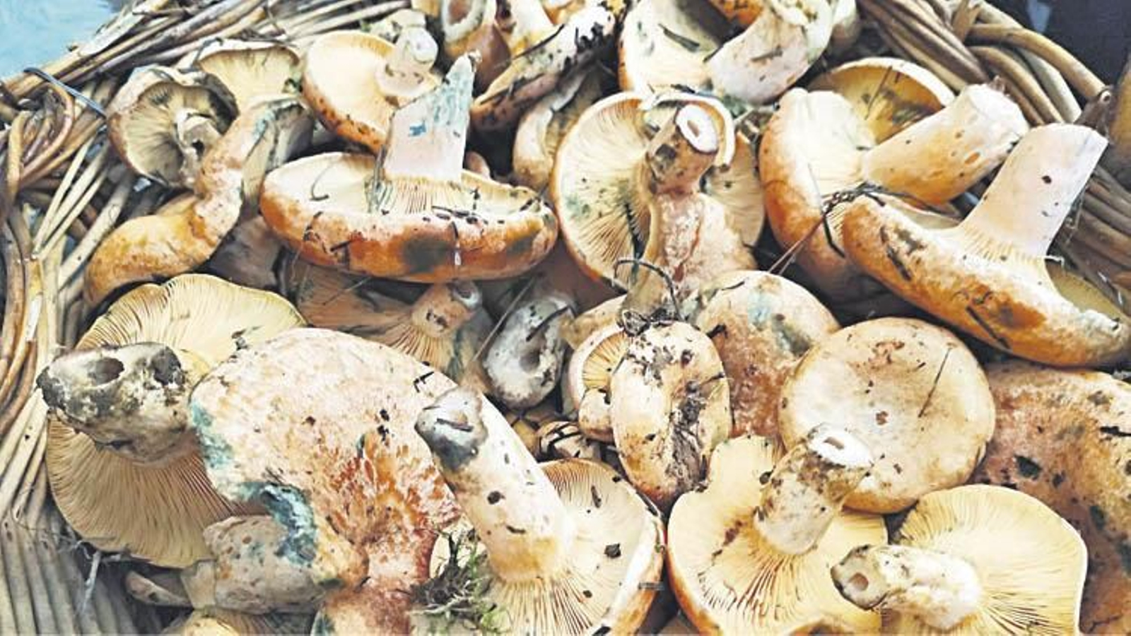 El níscalo es uno de los ejemplares más comunes de los bosques gallegos.