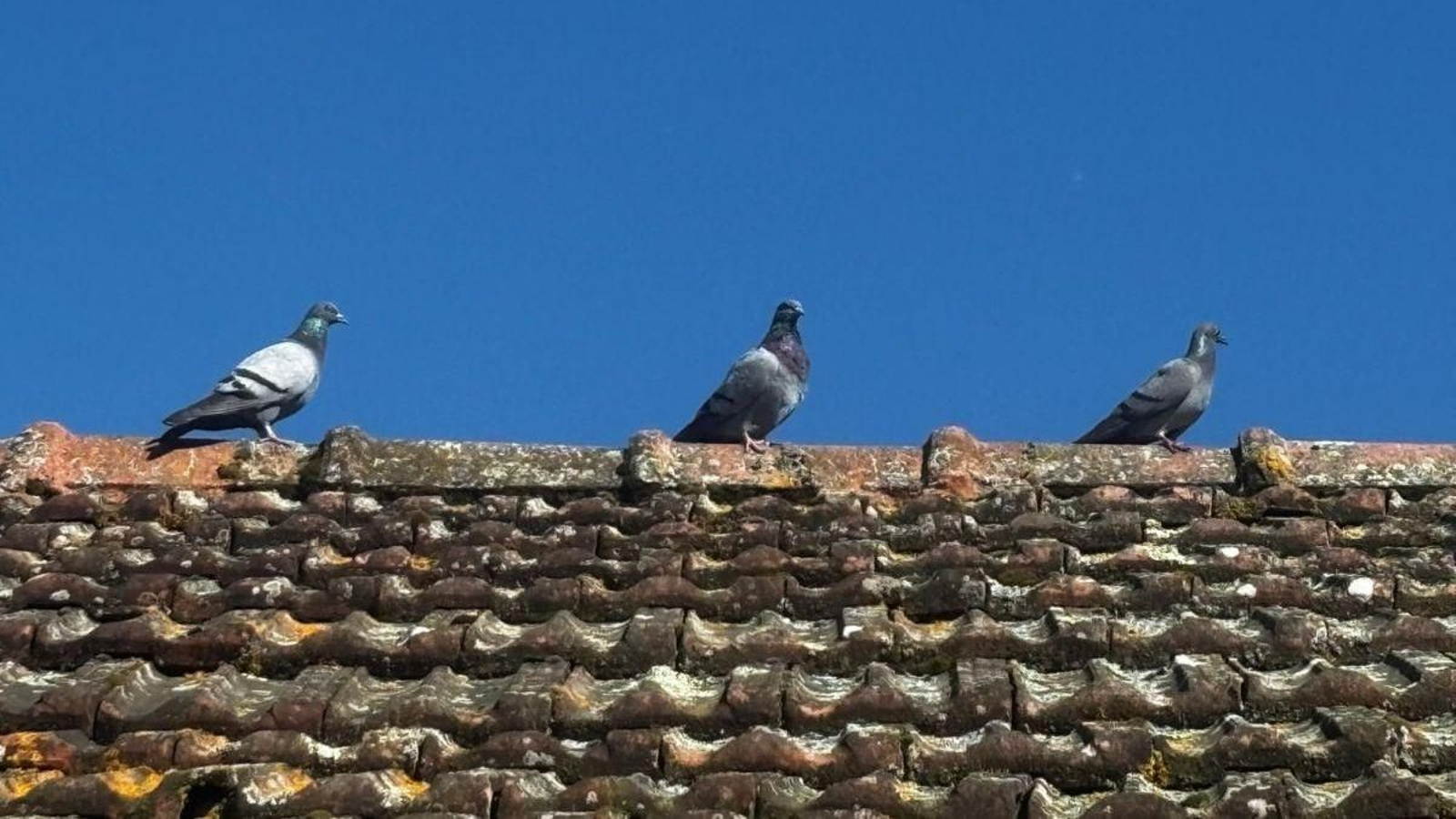 Tres palomas reposando sobre un tejado de Sandiás, uno de los territorios delimitados en el estudio.