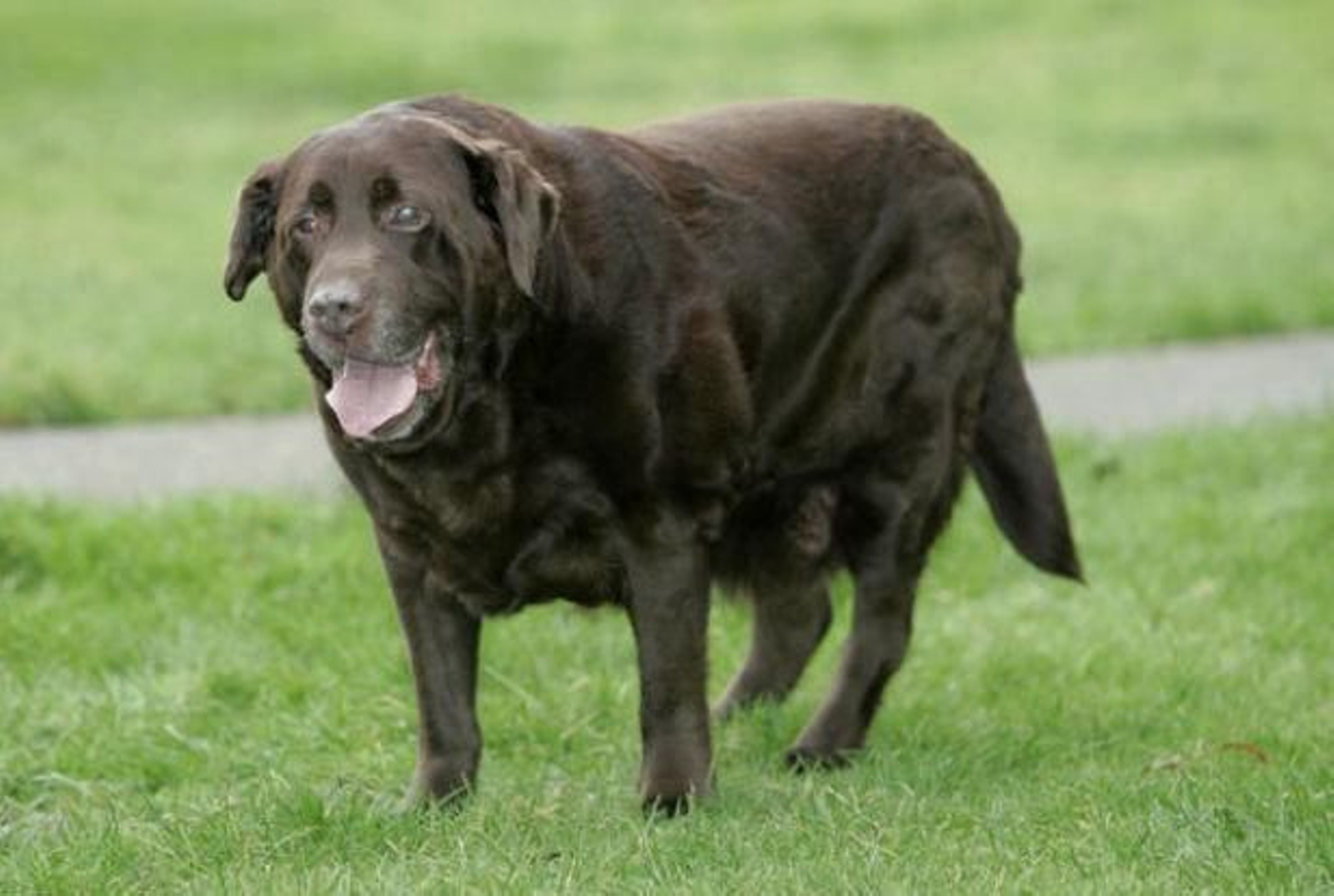Un labrador obeso.