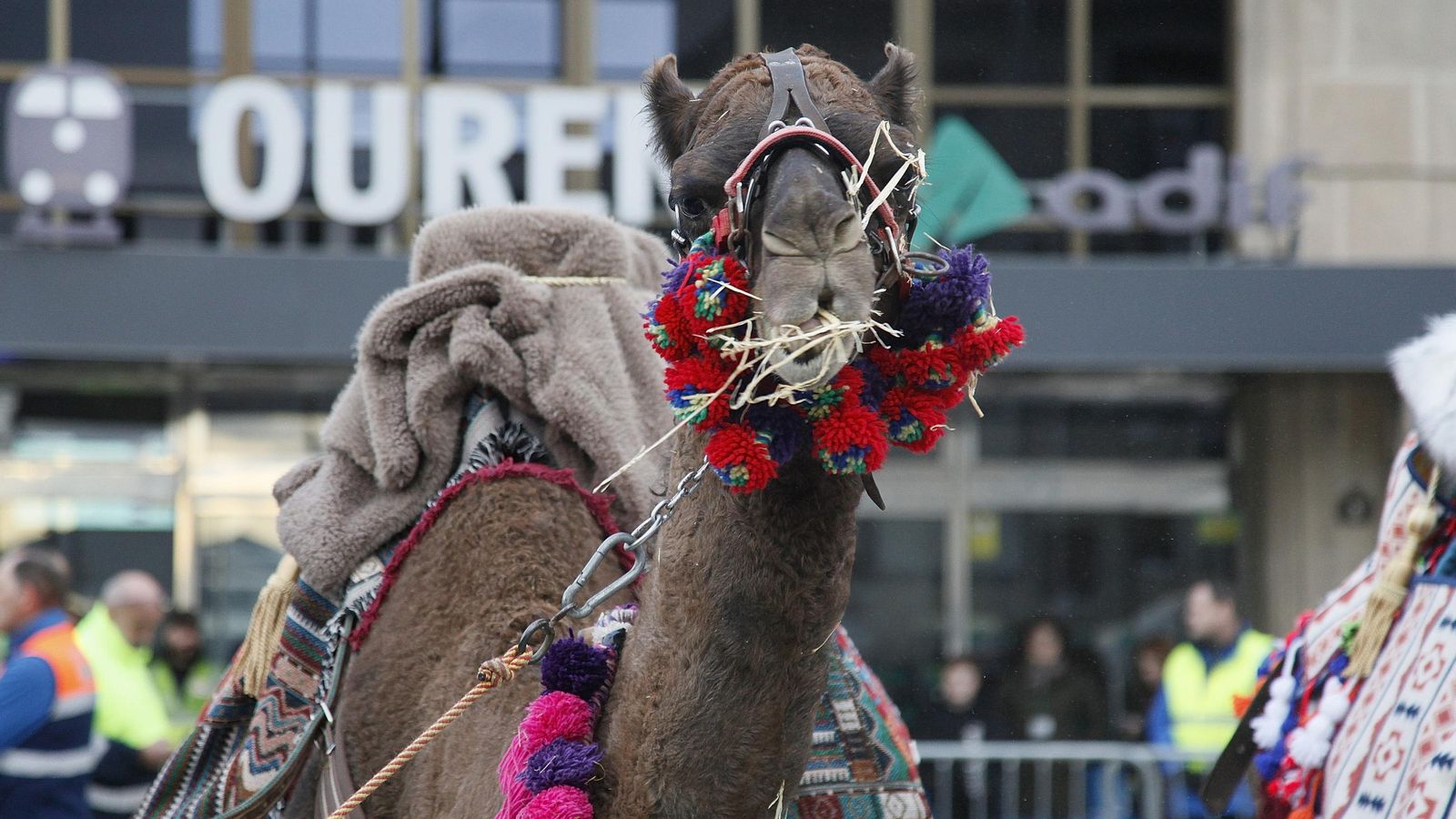 Los camellos estuvieron presente este año.