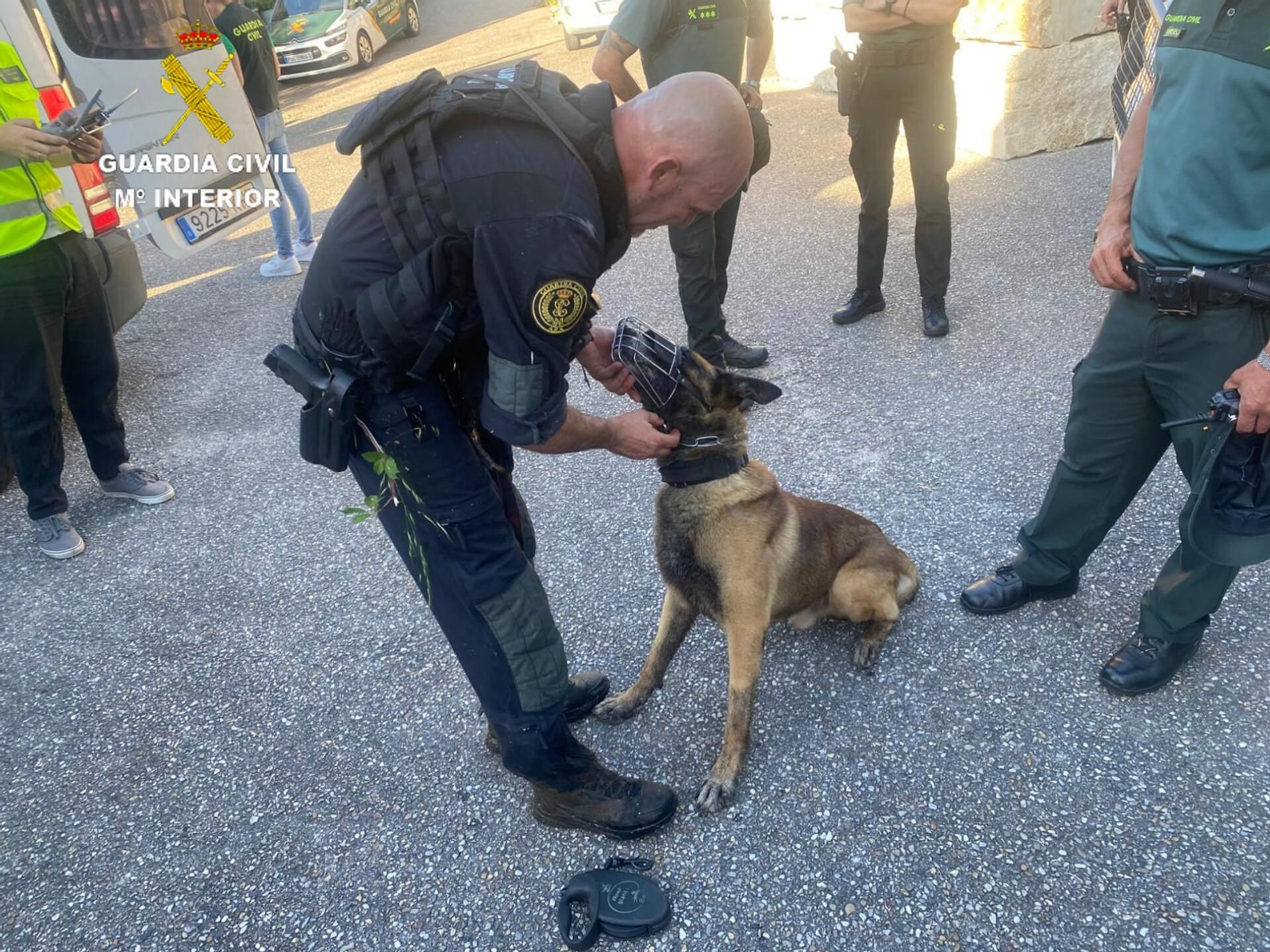 Uno de los perros que colabora en el dispositivo de búsqueda en Ponte Caldelas.