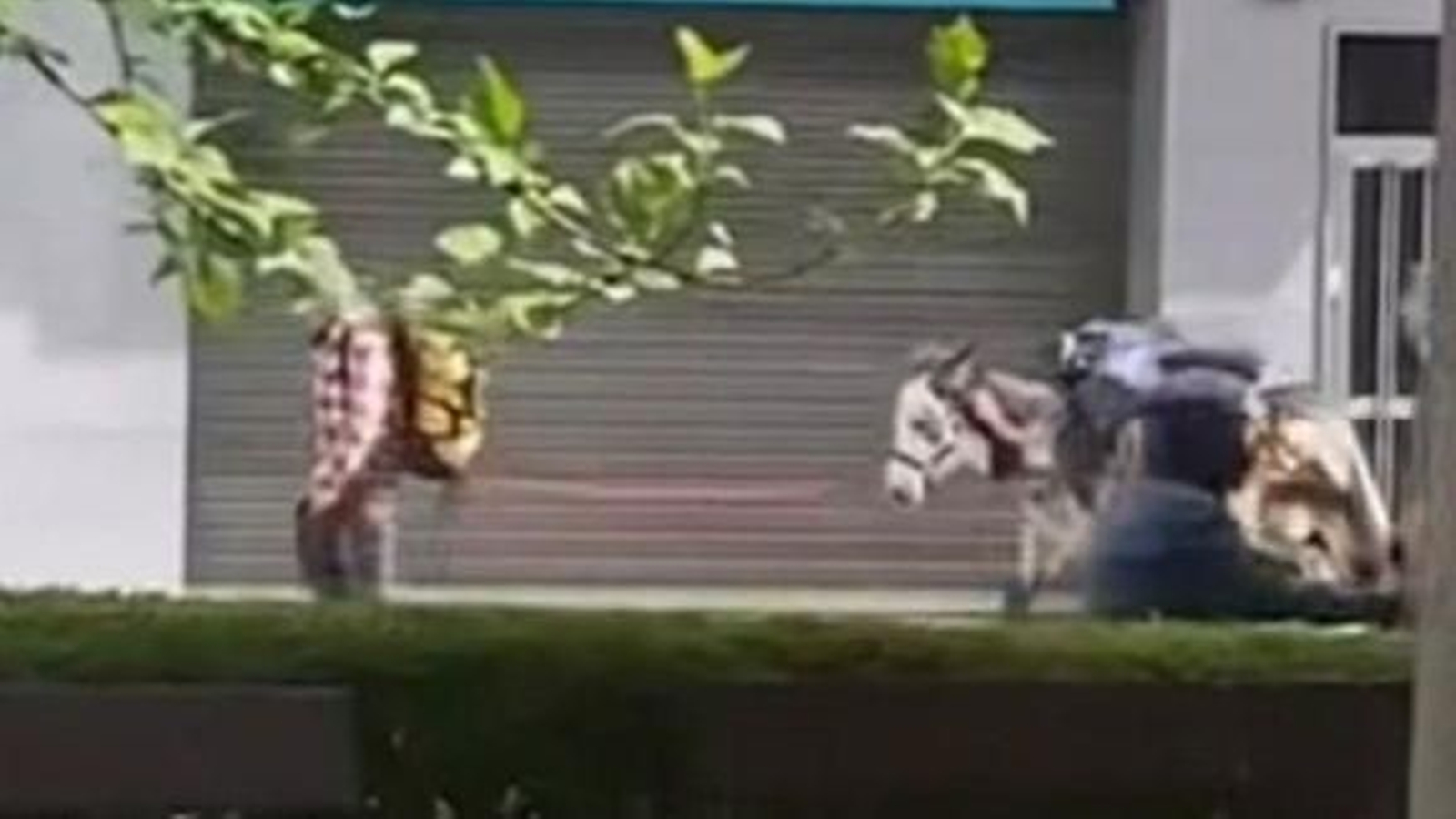 Un burro caminando por la avenida de Santiago