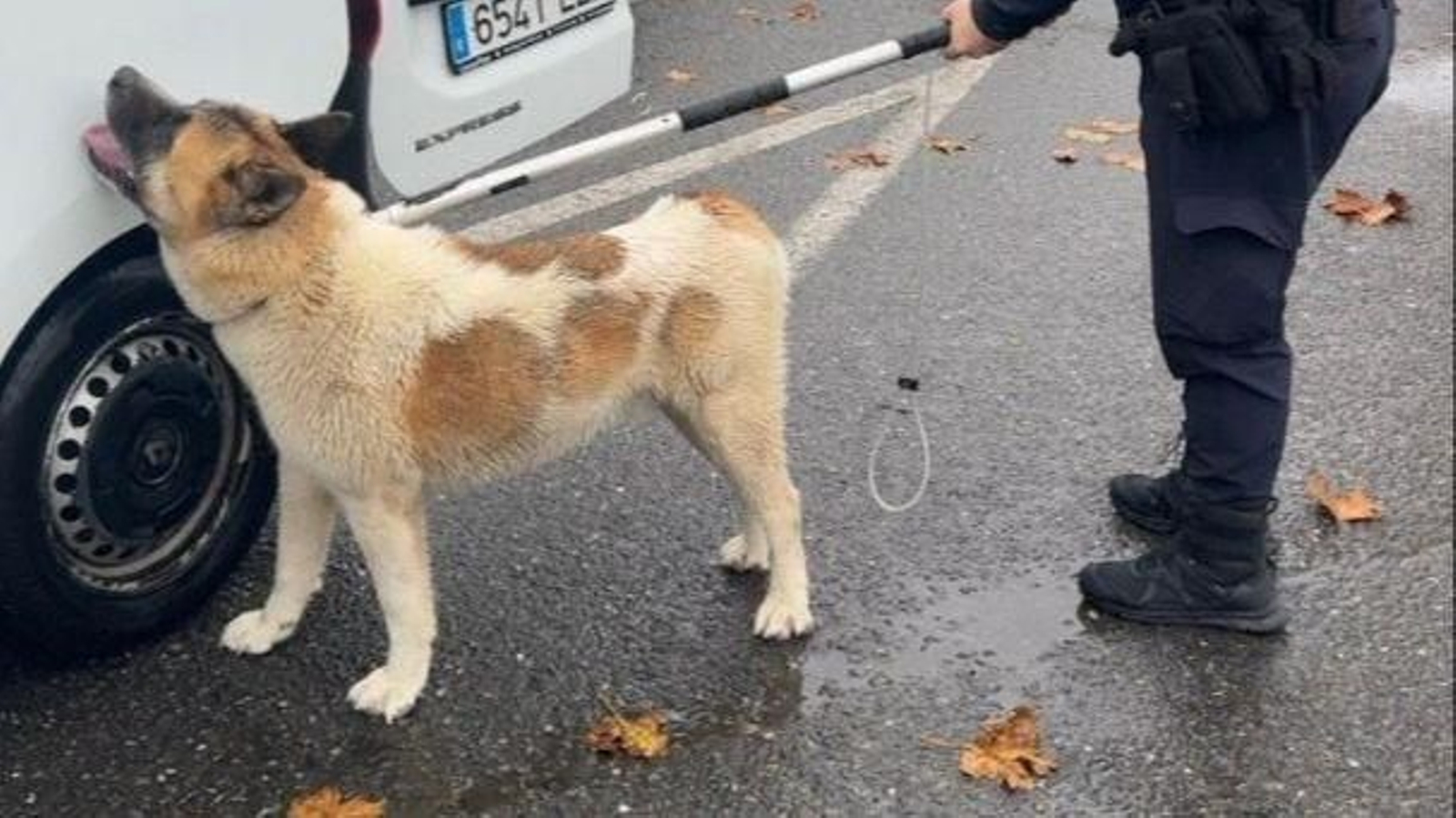 La Policía Local de Portonovo capturó al perro para evitar que causara más problemas.
