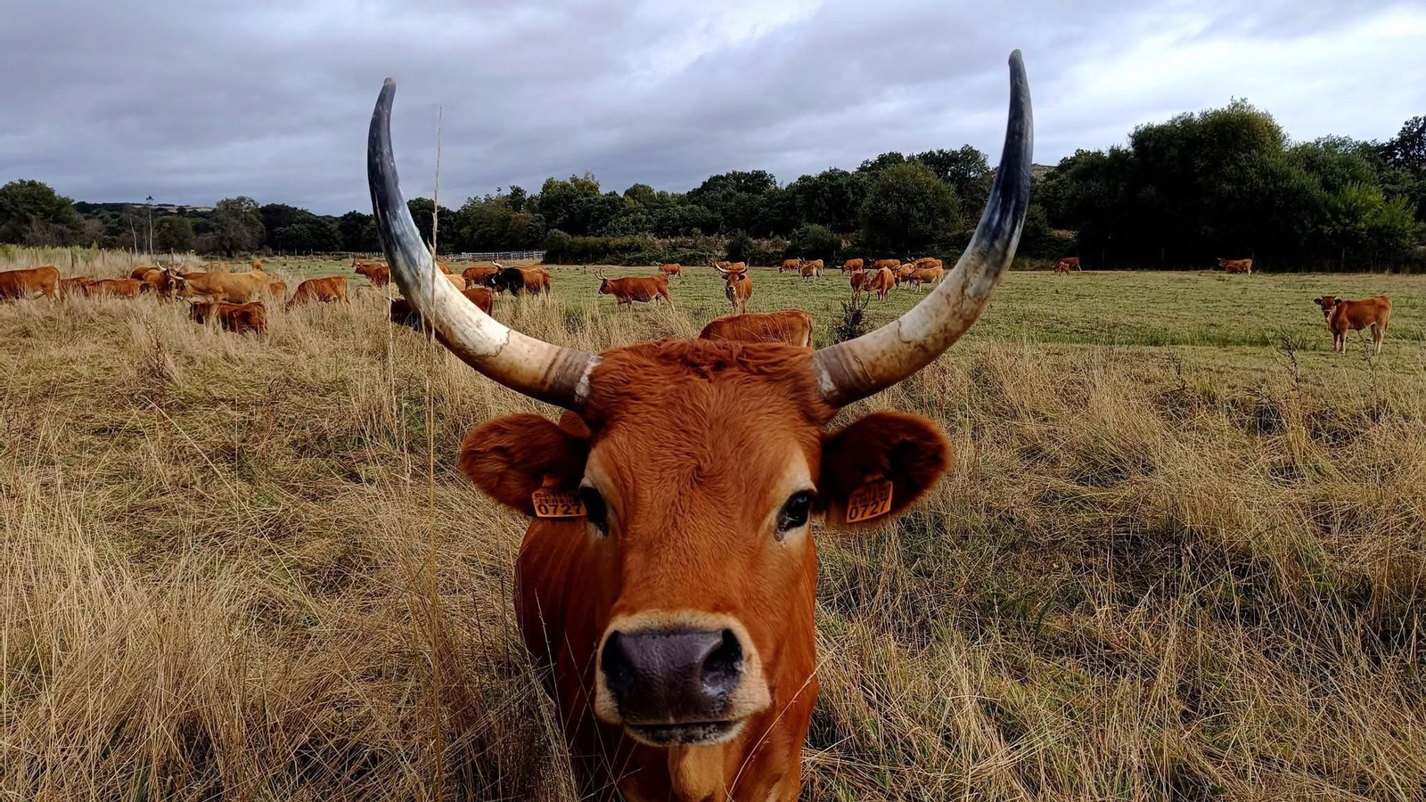 Un dos exemplares de vaca cachena que xestionan no monte comunal de Lucenza (Cualedro).