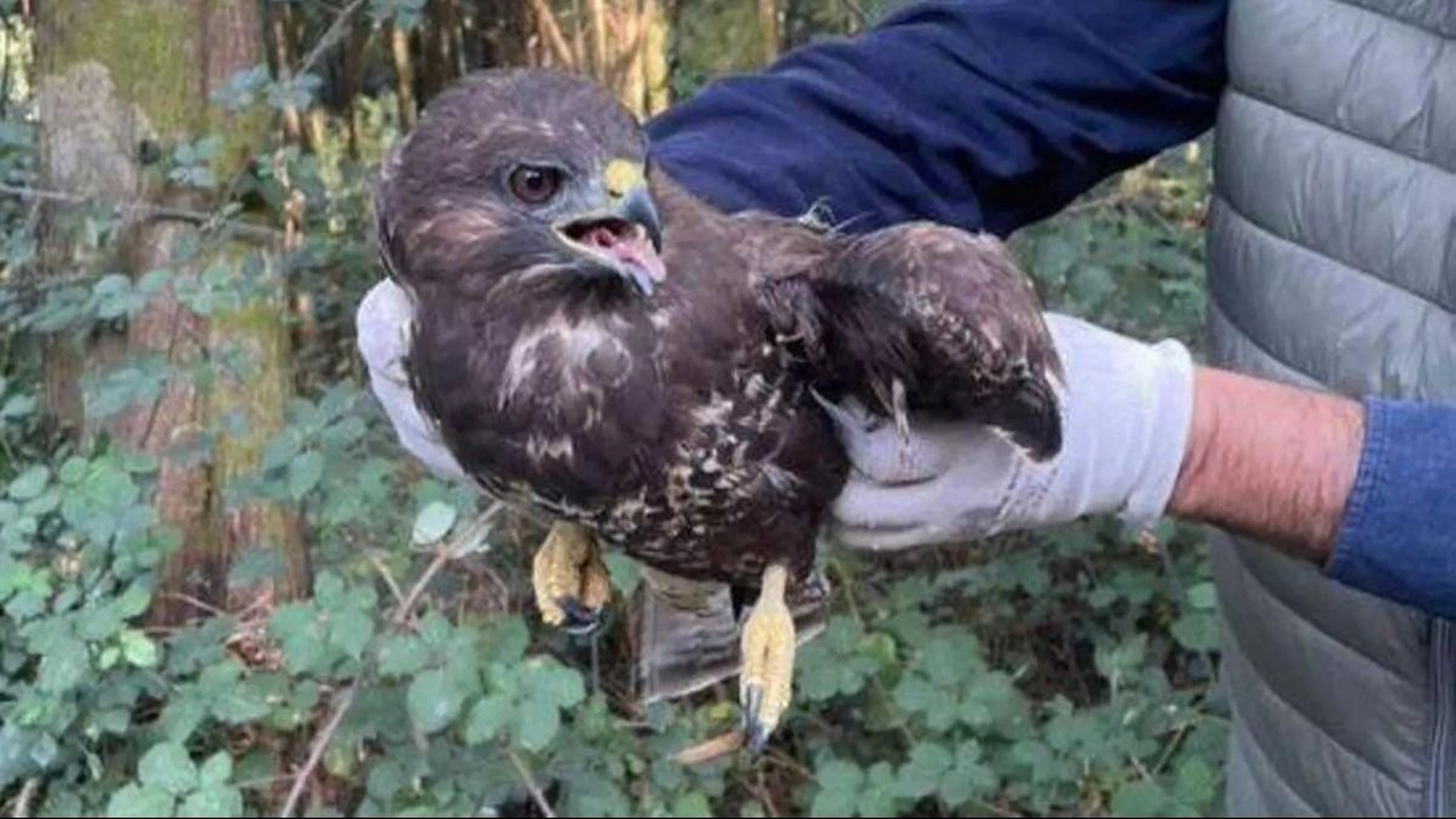 Halcón ratonero afectado por el gripe aviar