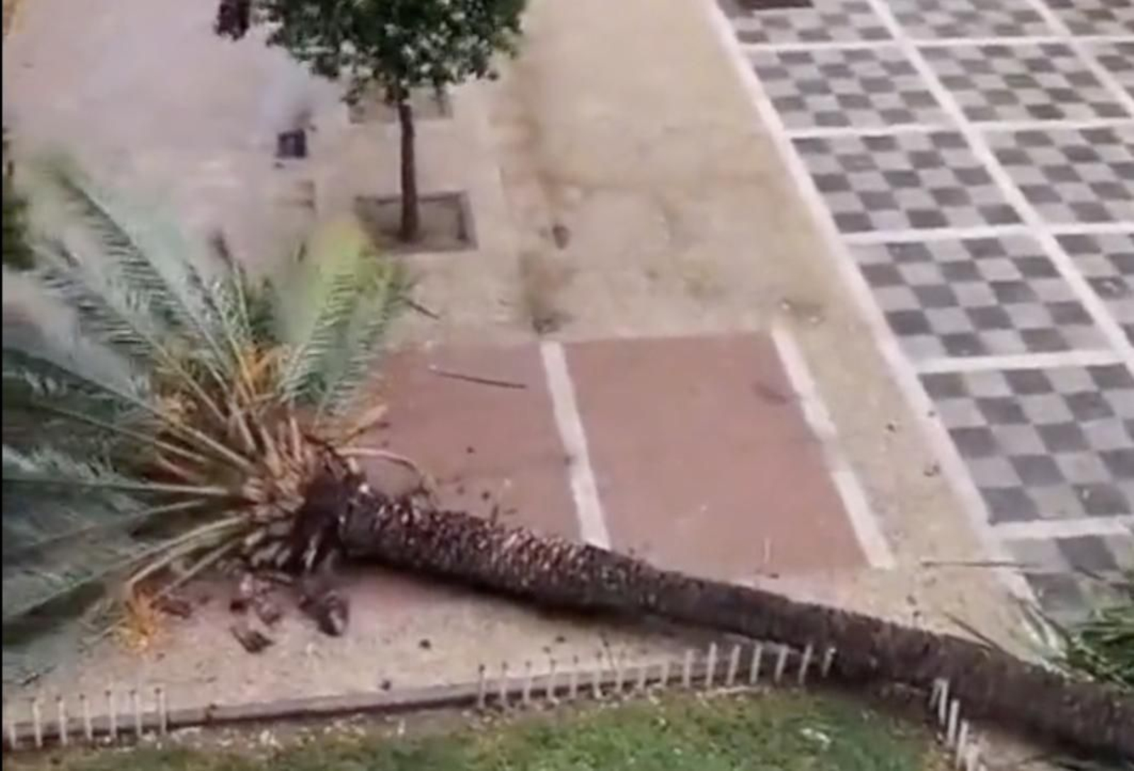 Momento en el que la palmera se cayó. // X