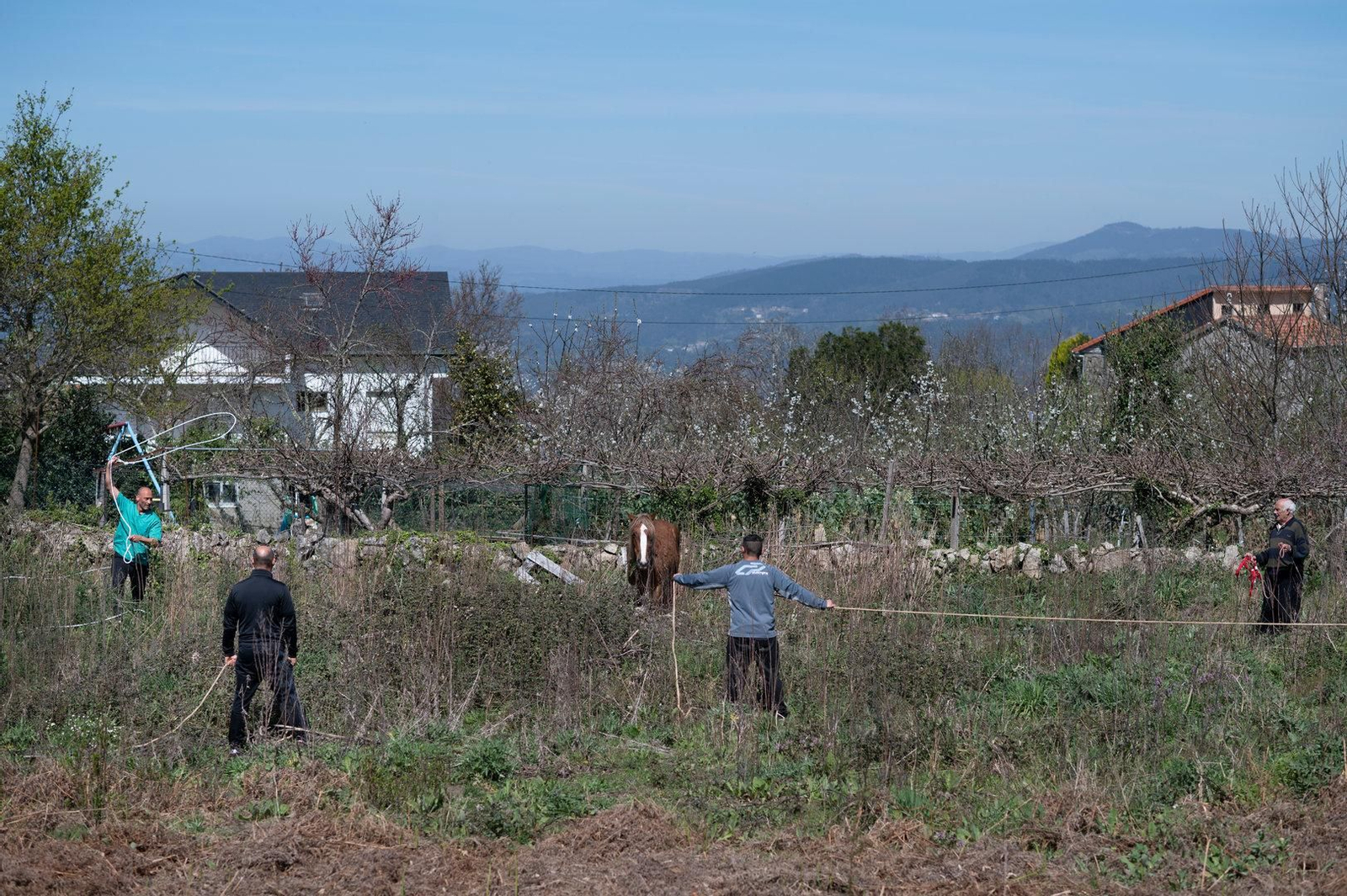 Los vecinos y el veterinario intentan prender a Tina para proceder a la cura de su pata.