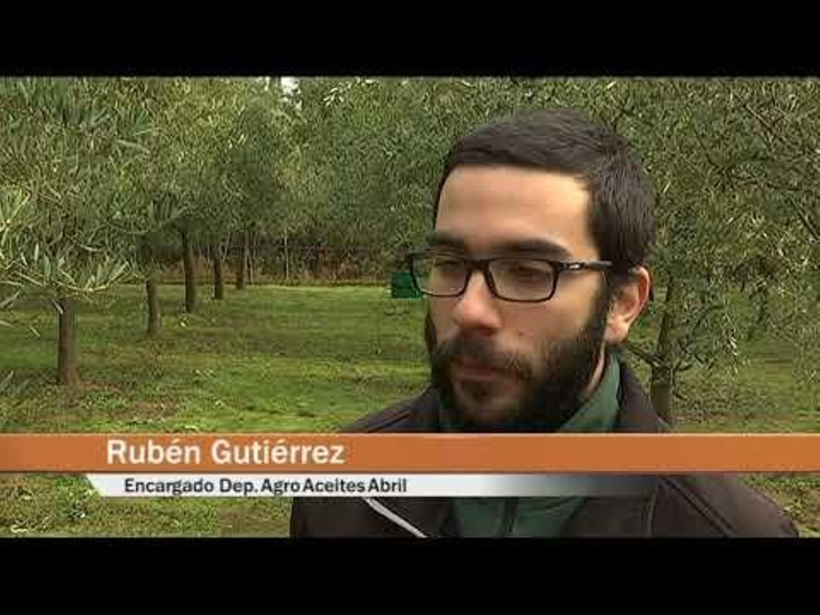 Aceites Abril presenta su cosecha de aceituna gallega