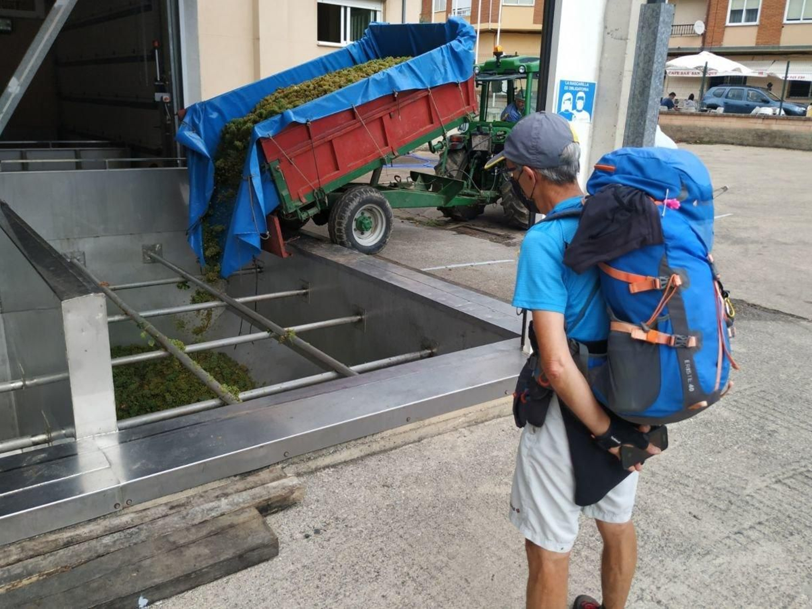 Un peregrino observa la descarga de uva blanca en una bodega valdeorresa.