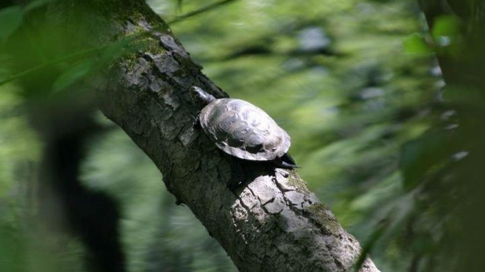 sapoconchoxunta_result