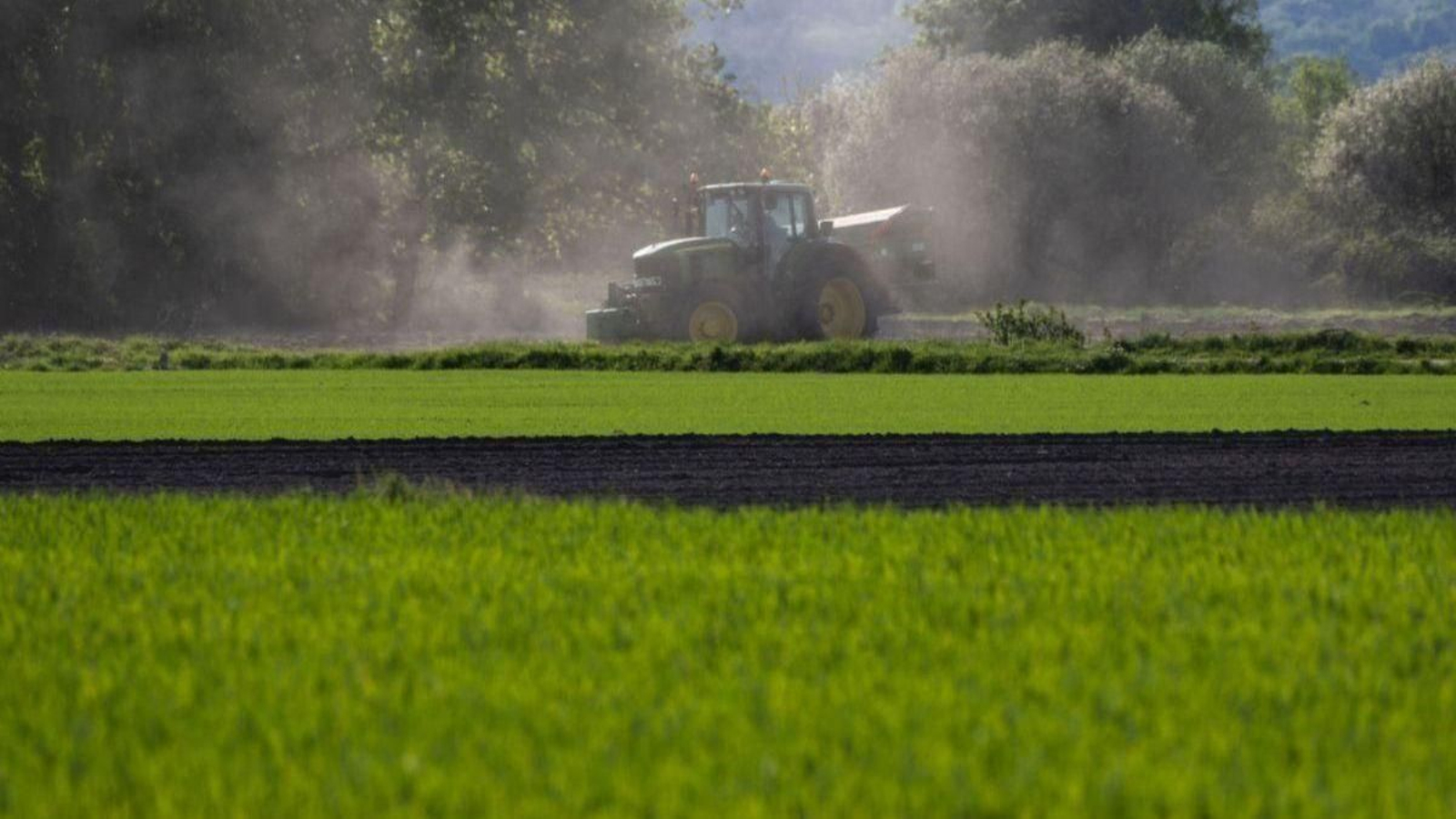 Un agricultor trabajando con su tractor en un campo de cereales de A Limia.