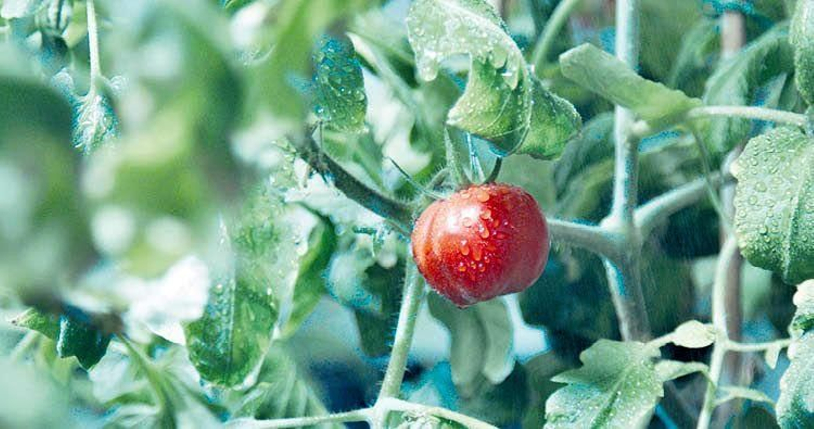 Uno de los tomates “marcianos” creados por científicos en “Marz Lab” del Instituto Espacial Aldrin en Melbourne.