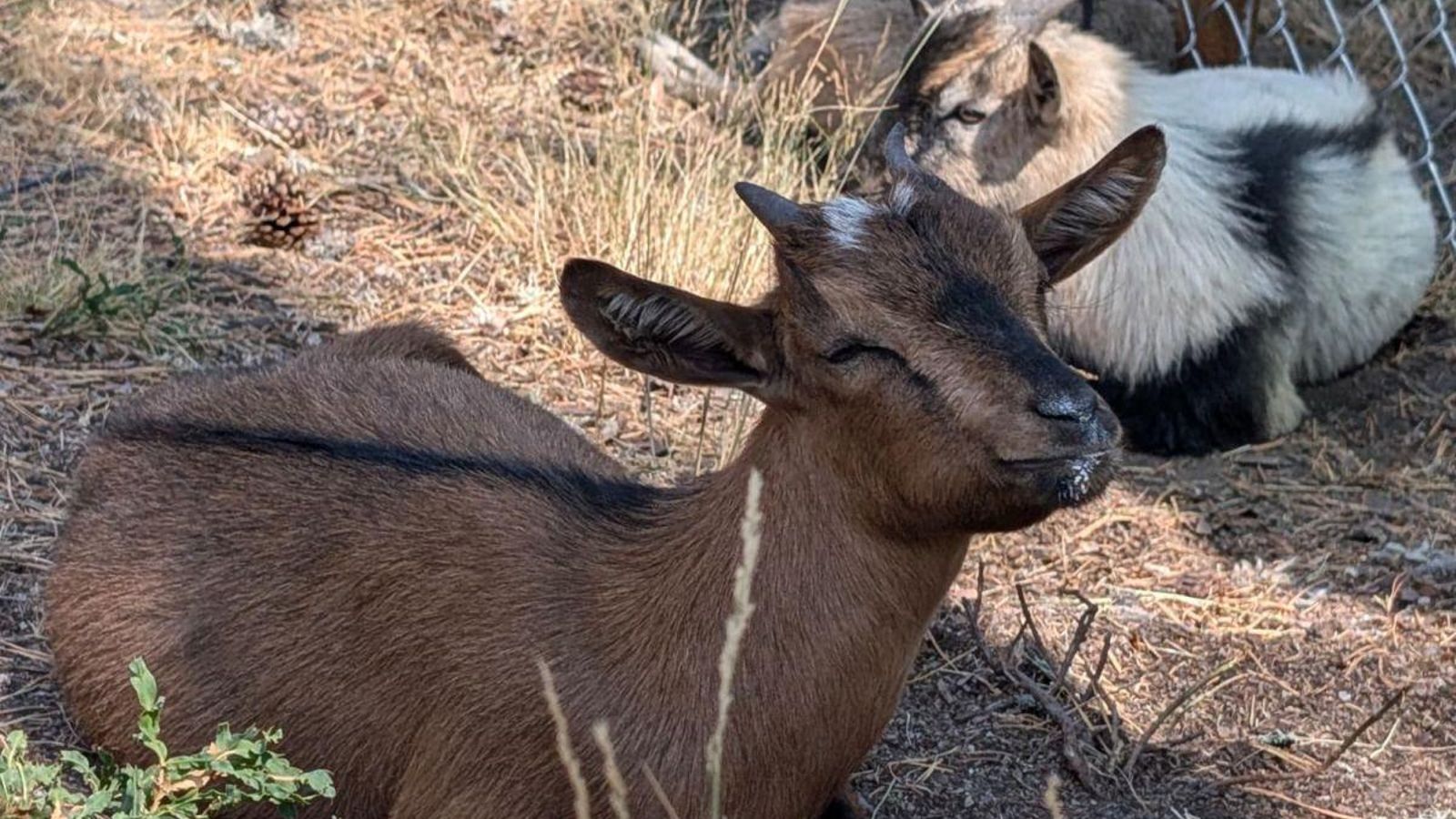 Dos de las cabras enanas.