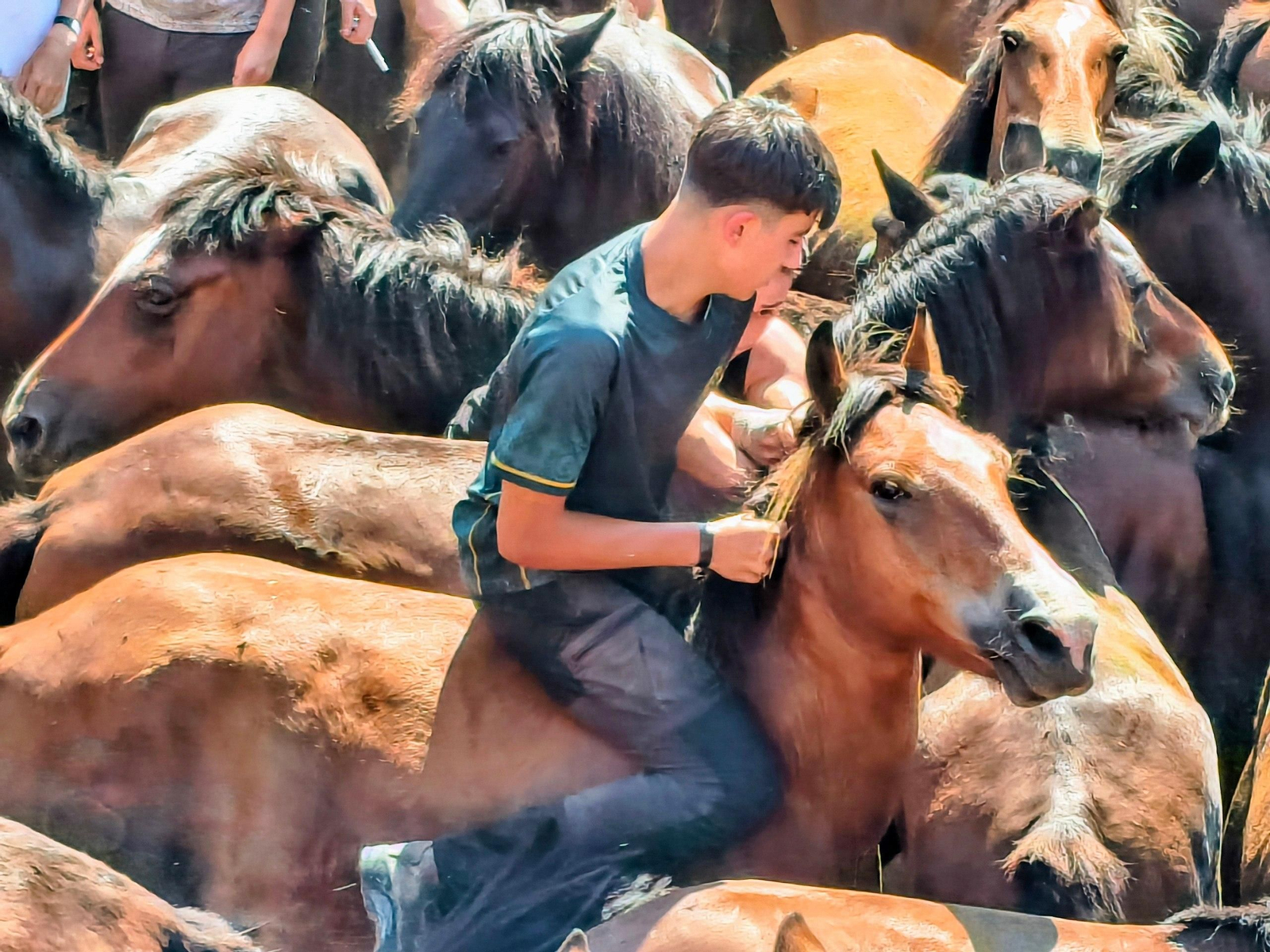 Galería | La Rapa das Bestas desafía al calor en Sabucedo