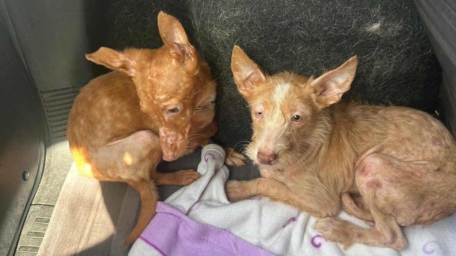 Estado de los perritos.