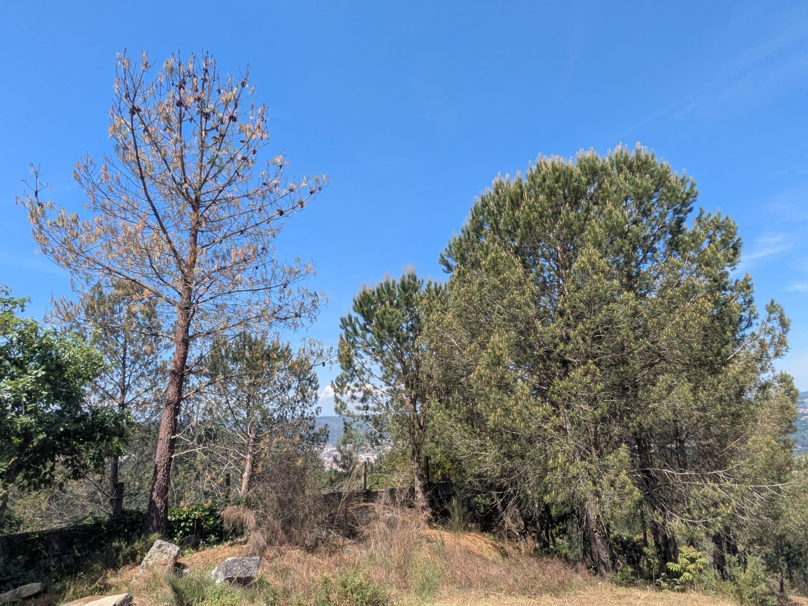 Así quedan los árboles tras el ataque letal del barrenillo de los pinos, en fotos