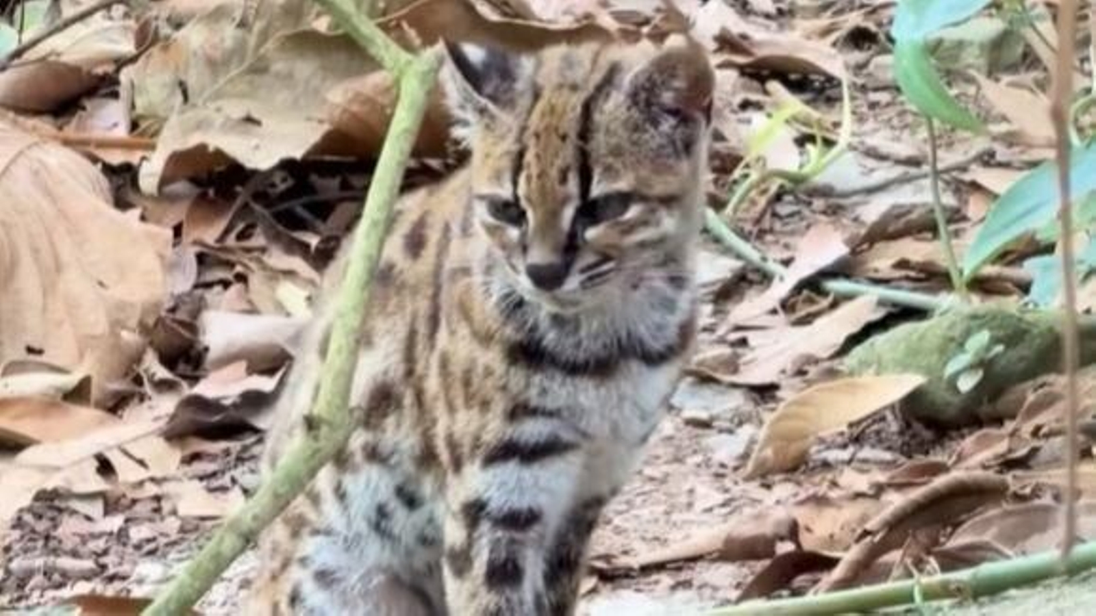 La nueva especie de gato descubierta en Bolivia.