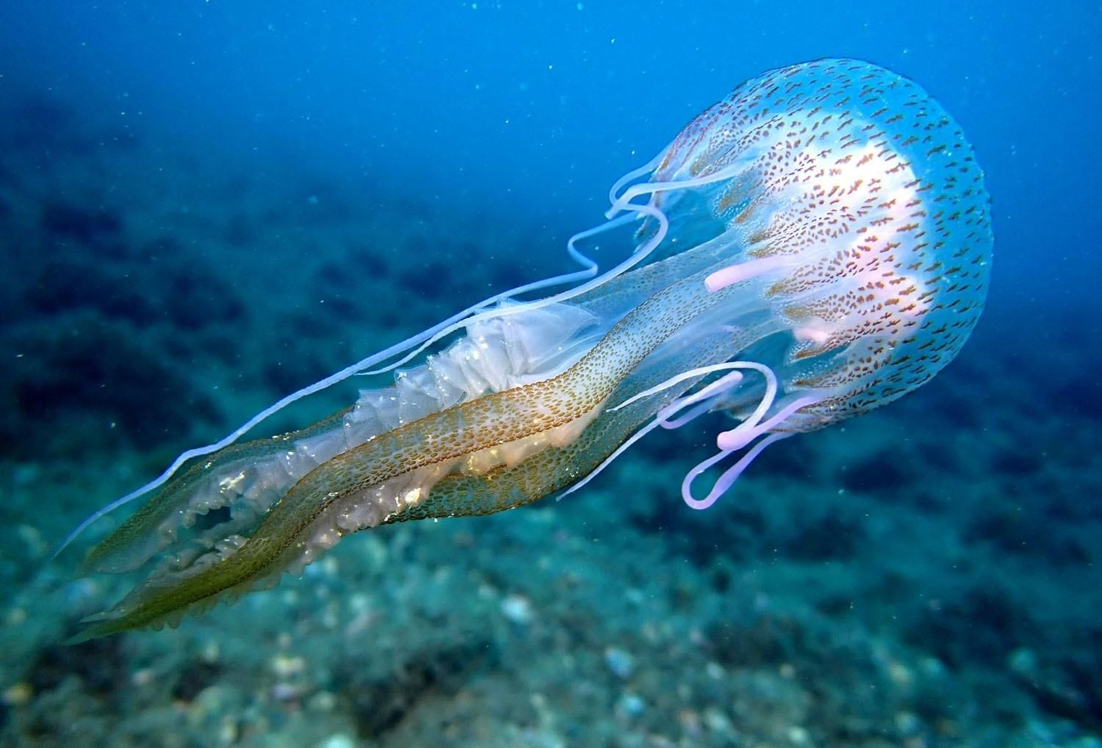 Una medusa en Andalucía