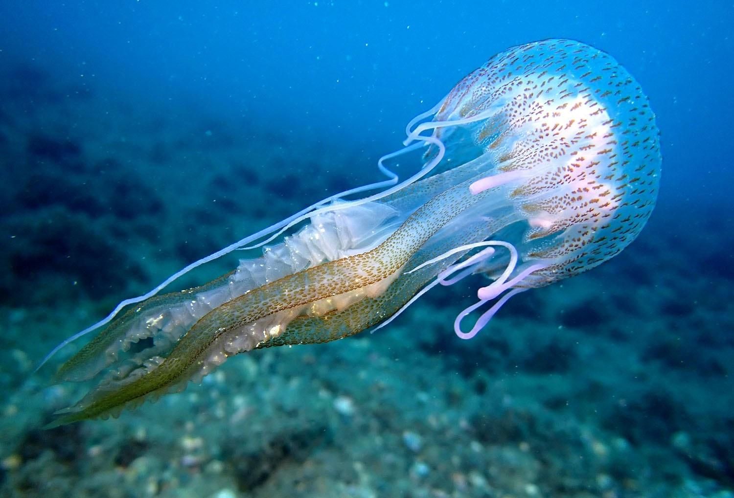 Una boya para mantener a las medusas lejos del baño