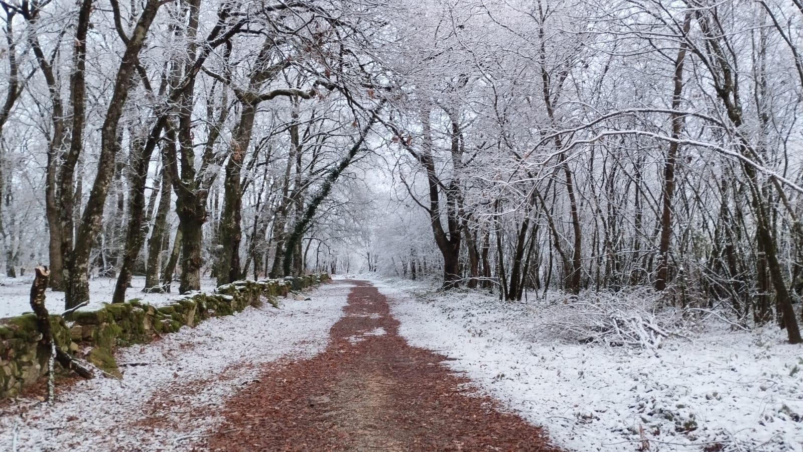 Imagen de un camino que se abre paso entre la nieve (Maceda)