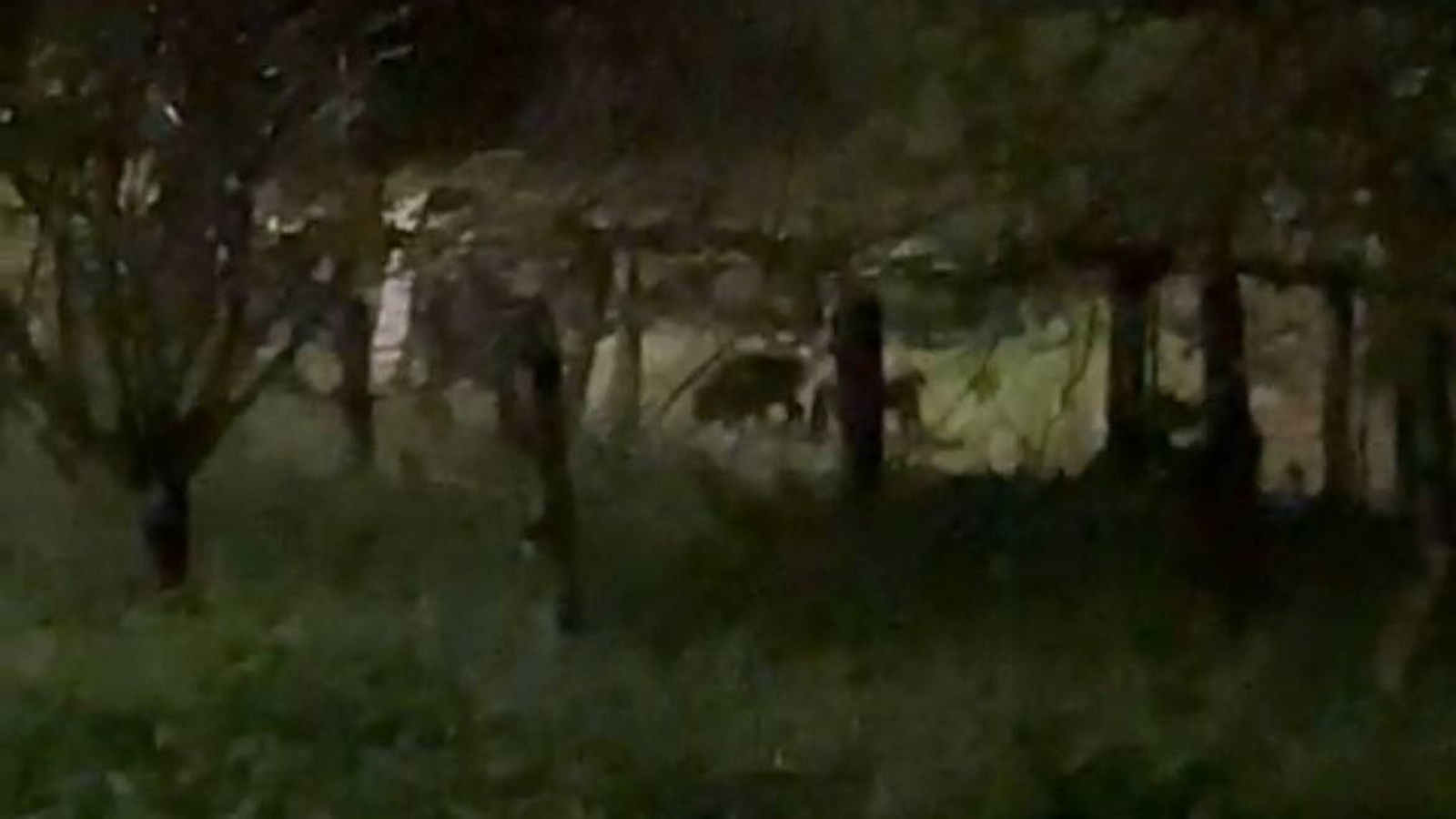 Una pareja de jabalís, avistados en la parroquia de Beade