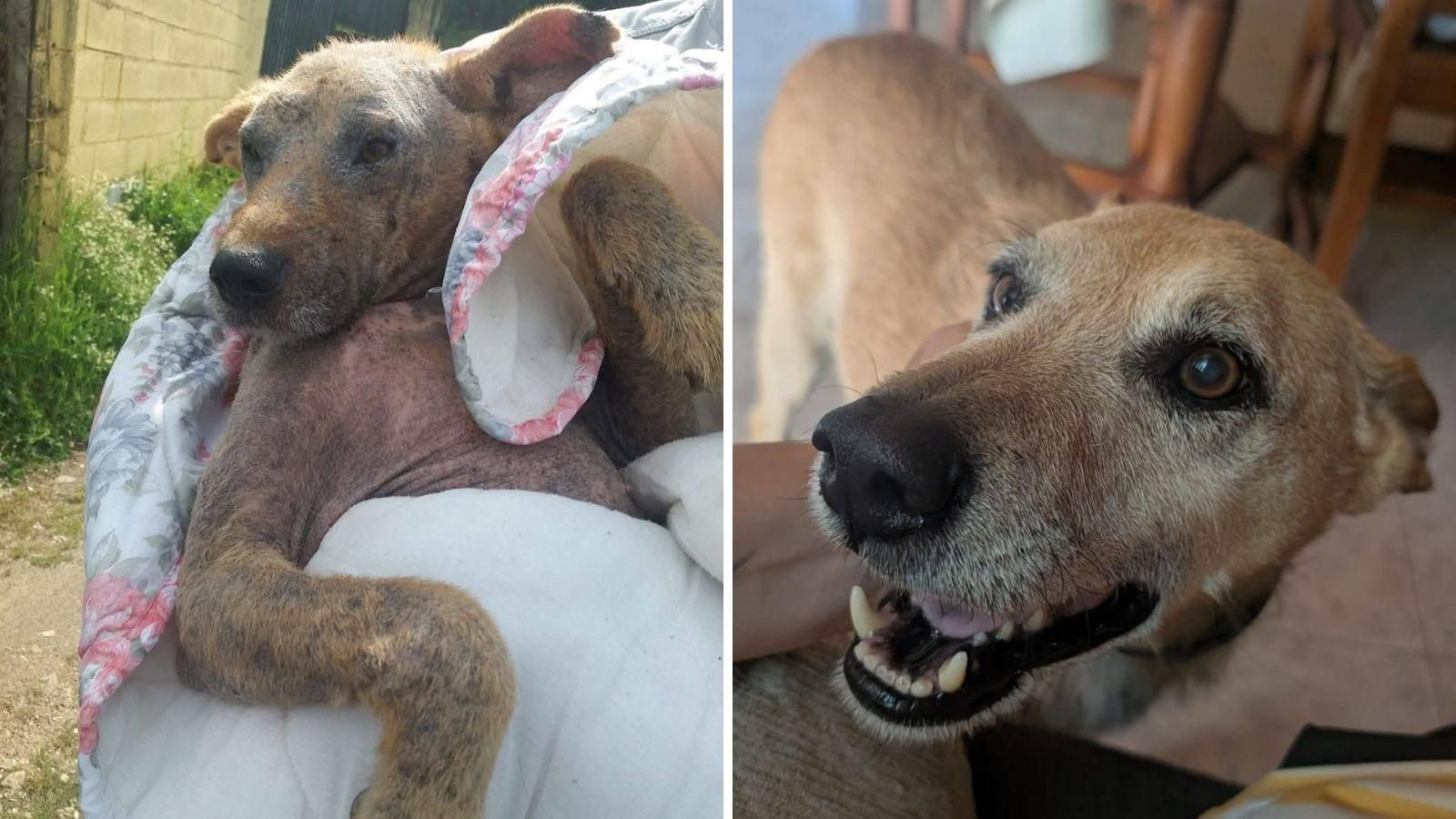 Tinto, el perro sénior busca un hogar definitivo en Ourense