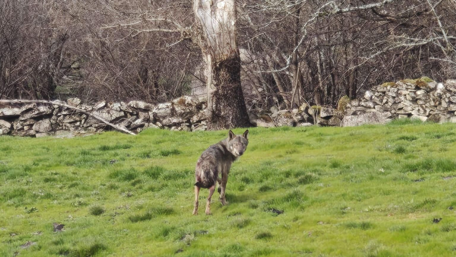 El lobo que pasea por las inmediaciones de un restaurante de Pereiro.