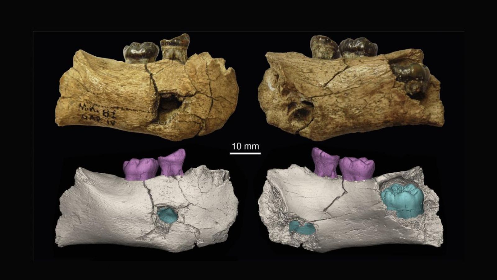 Fragmento mandibular de 'Garba', el exemplar máis antigo de la especie 'Homo erectus'