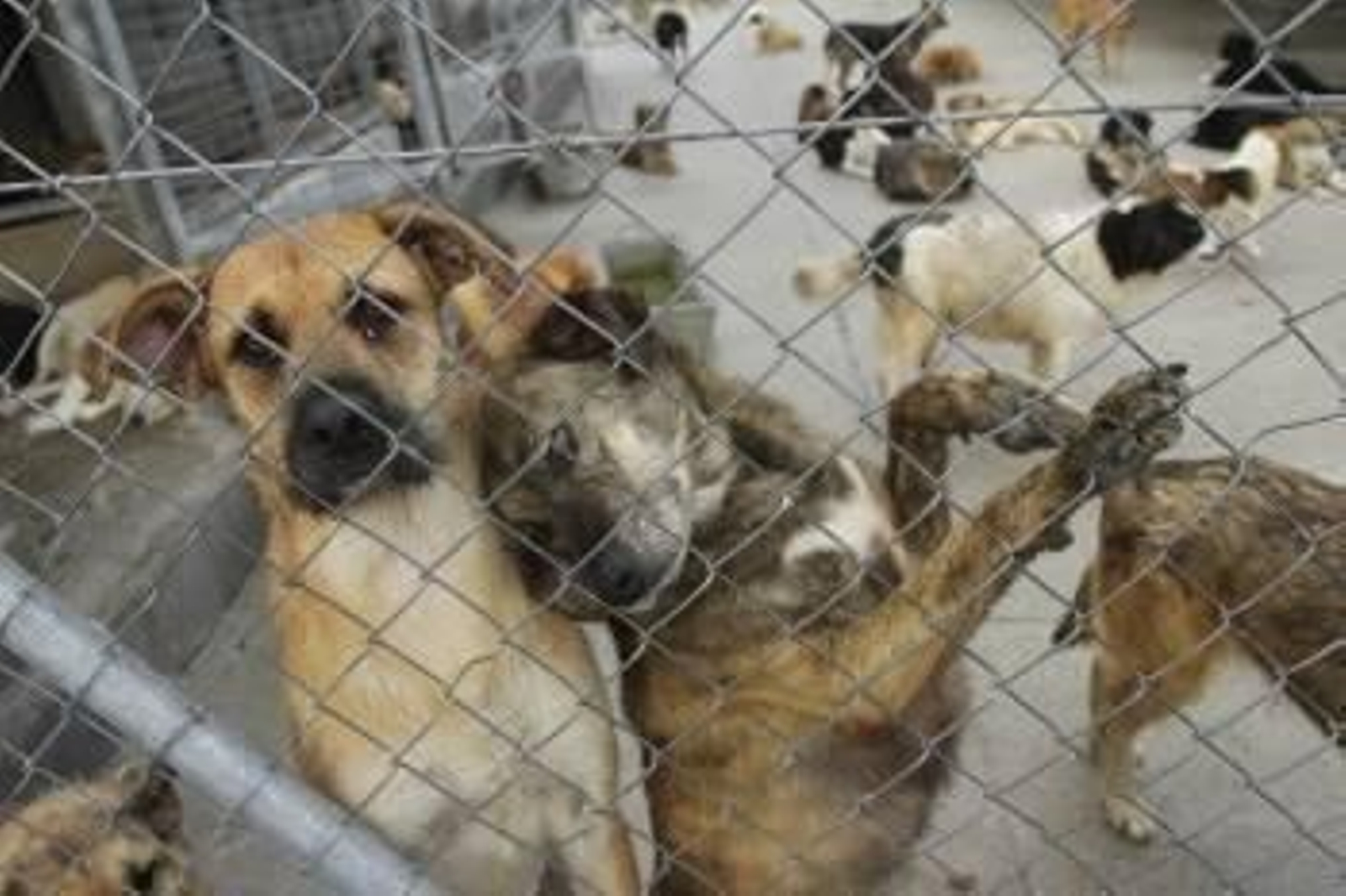 Dos de los perros que viven en la perrera de Ourense posan de esta guisa para el fotógrafo. (Foto: MIGUEL ÁNGEL)