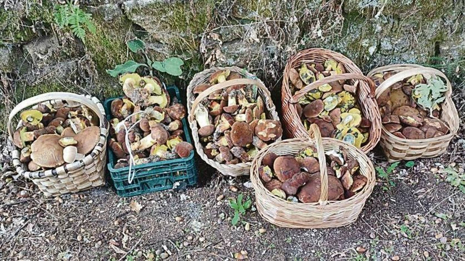 Ejemplares de boletus aestivalis recolectados en el entorno de Coles este mes de septiembre.