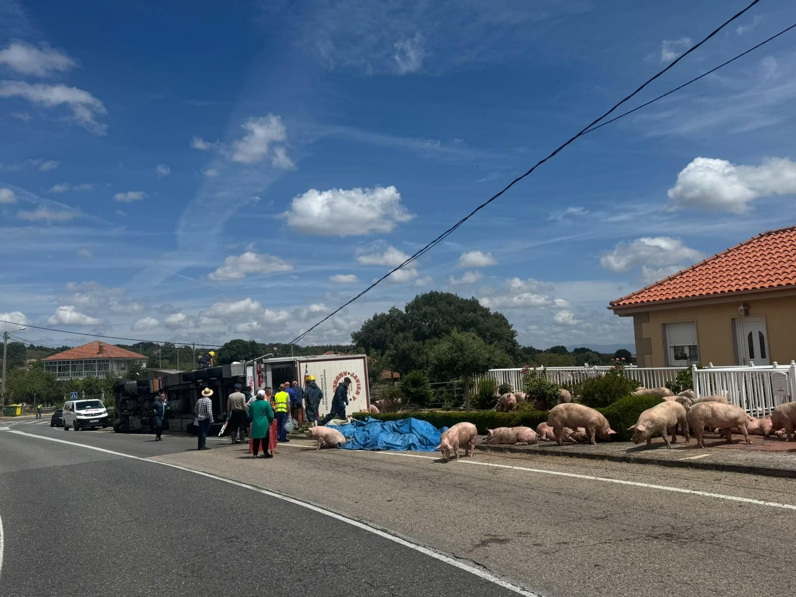 Galería | Decenas de cerdos terminan varados en una finca después de volcar el camión que los transportaba